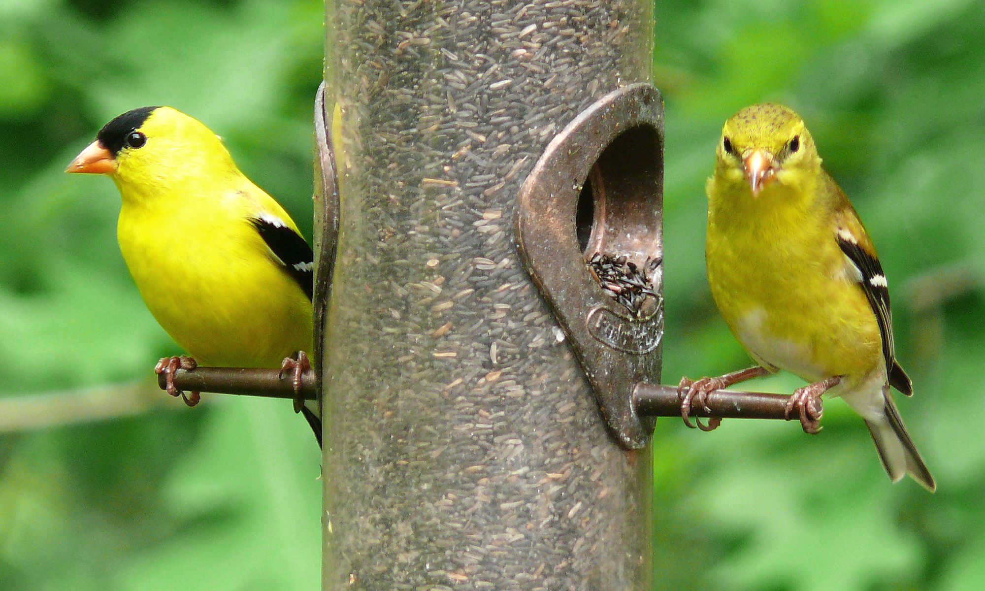 2000x1200 American Goldfinch