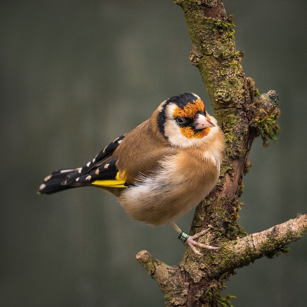 1000x1000 Goldfinch Picture. Download Free Image