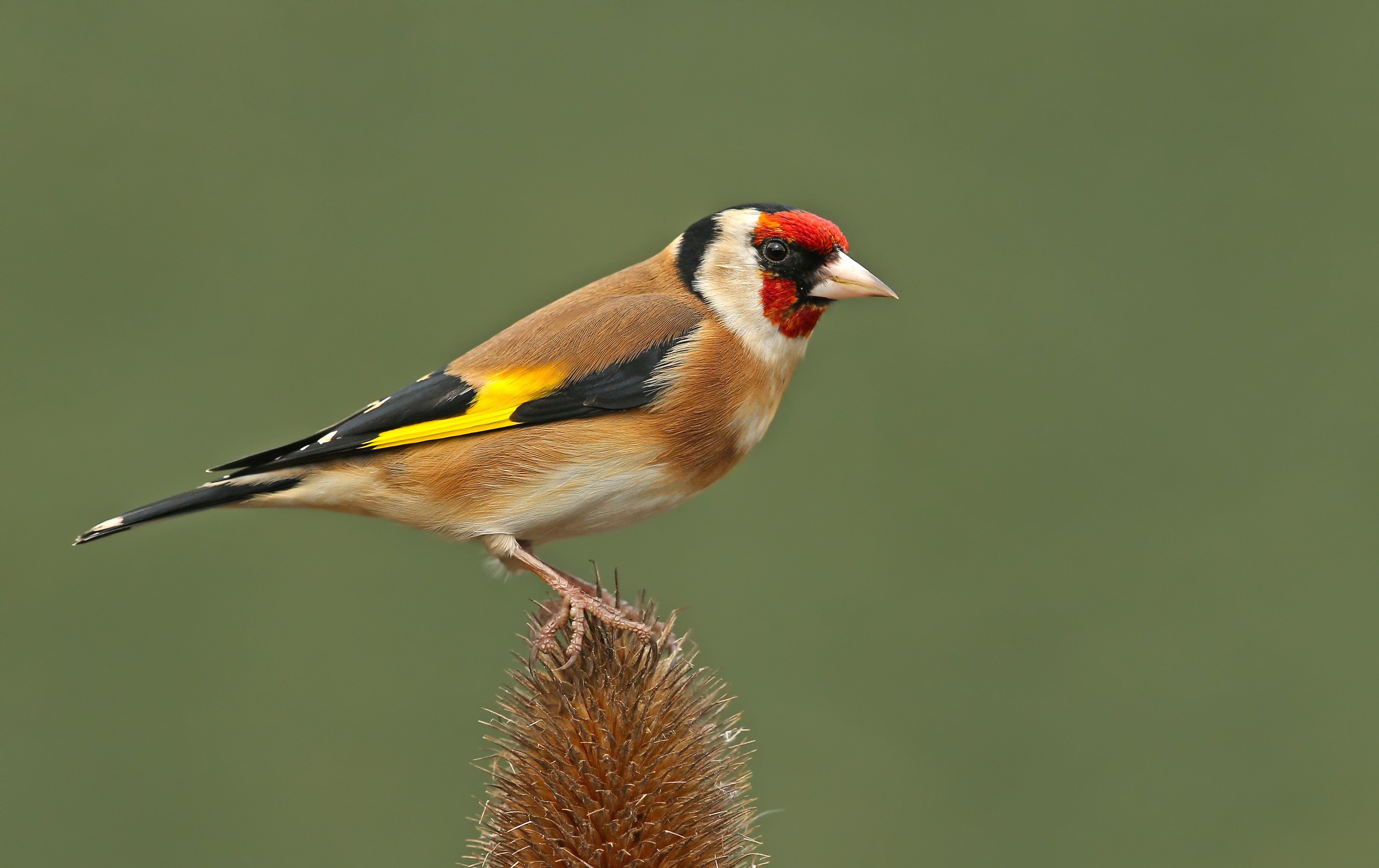 3704x2332 Goldfinch, Birds, Closeup Gallery HD Wallpaper