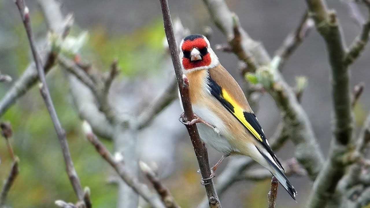 1280x720 Bird Facts: The European Goldfinch