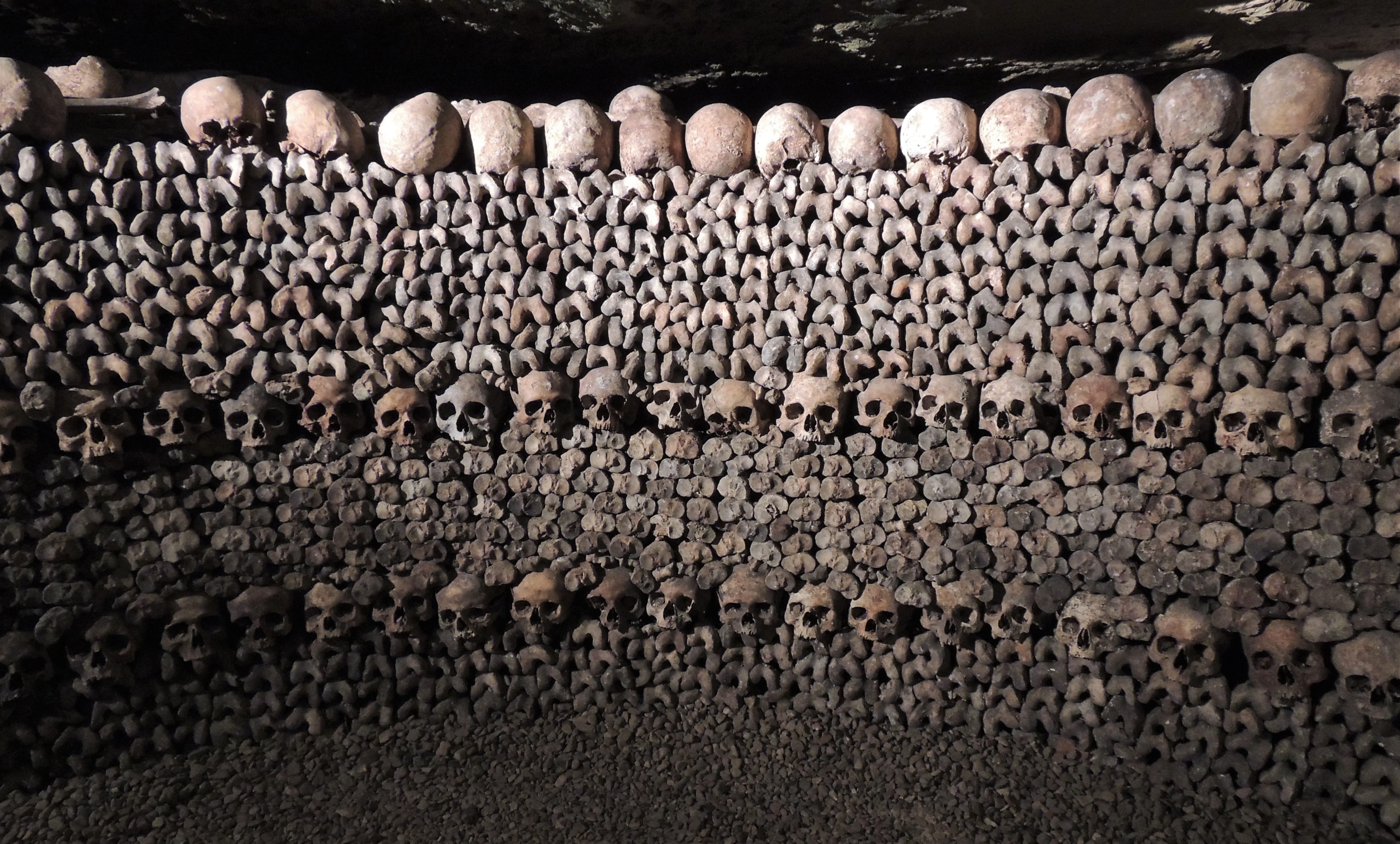 4555x2744 Wallpaper / 4K, in a row, day, outdoors, skeletons, skeleton, no people, gray, skulls, pattern, bones, land, death, forest, agriculture, abundance, log, catacombs free download