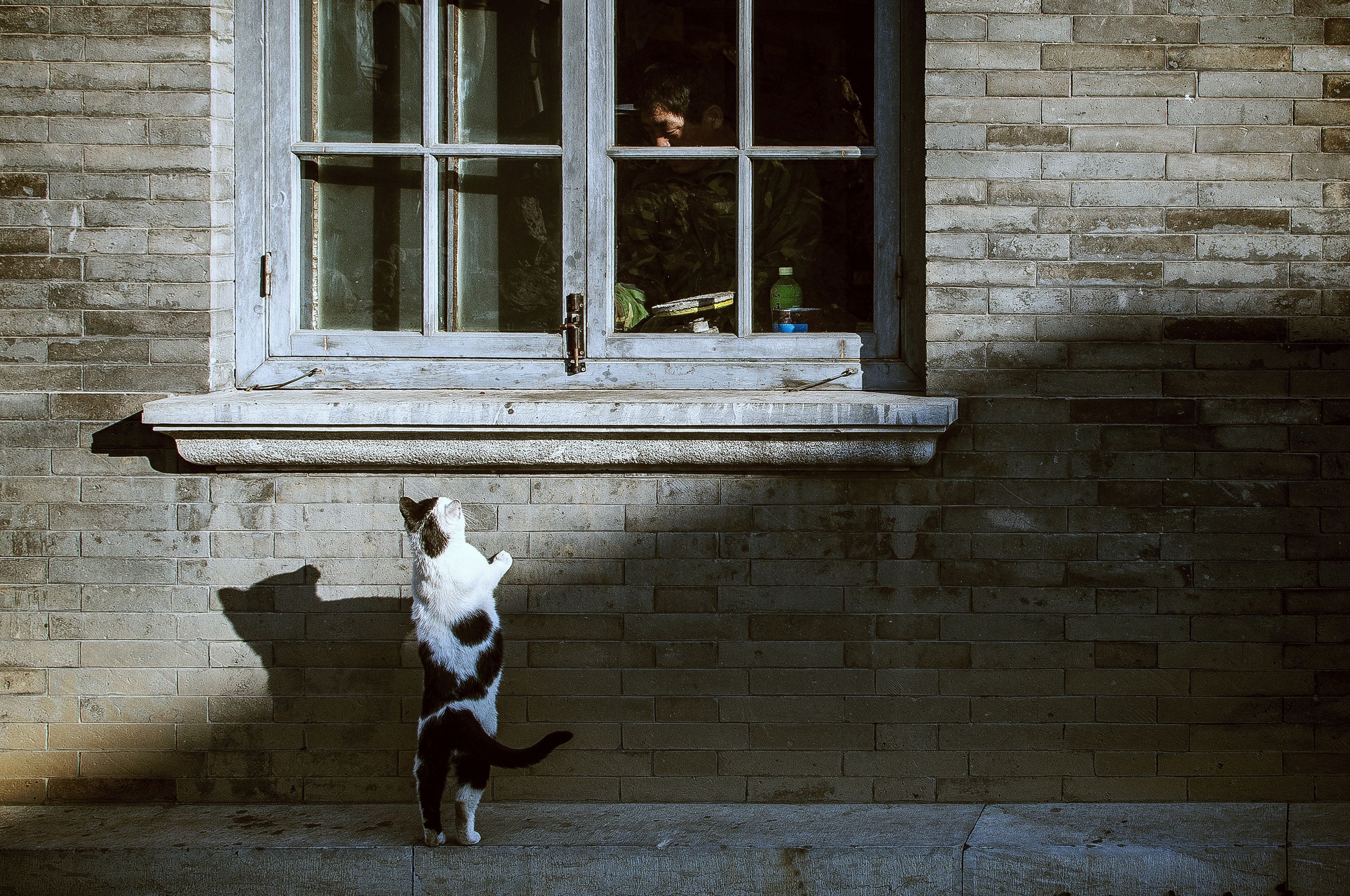 Begging Wallpapers - Top Free Begging Backgrounds - WallpaperAccess
