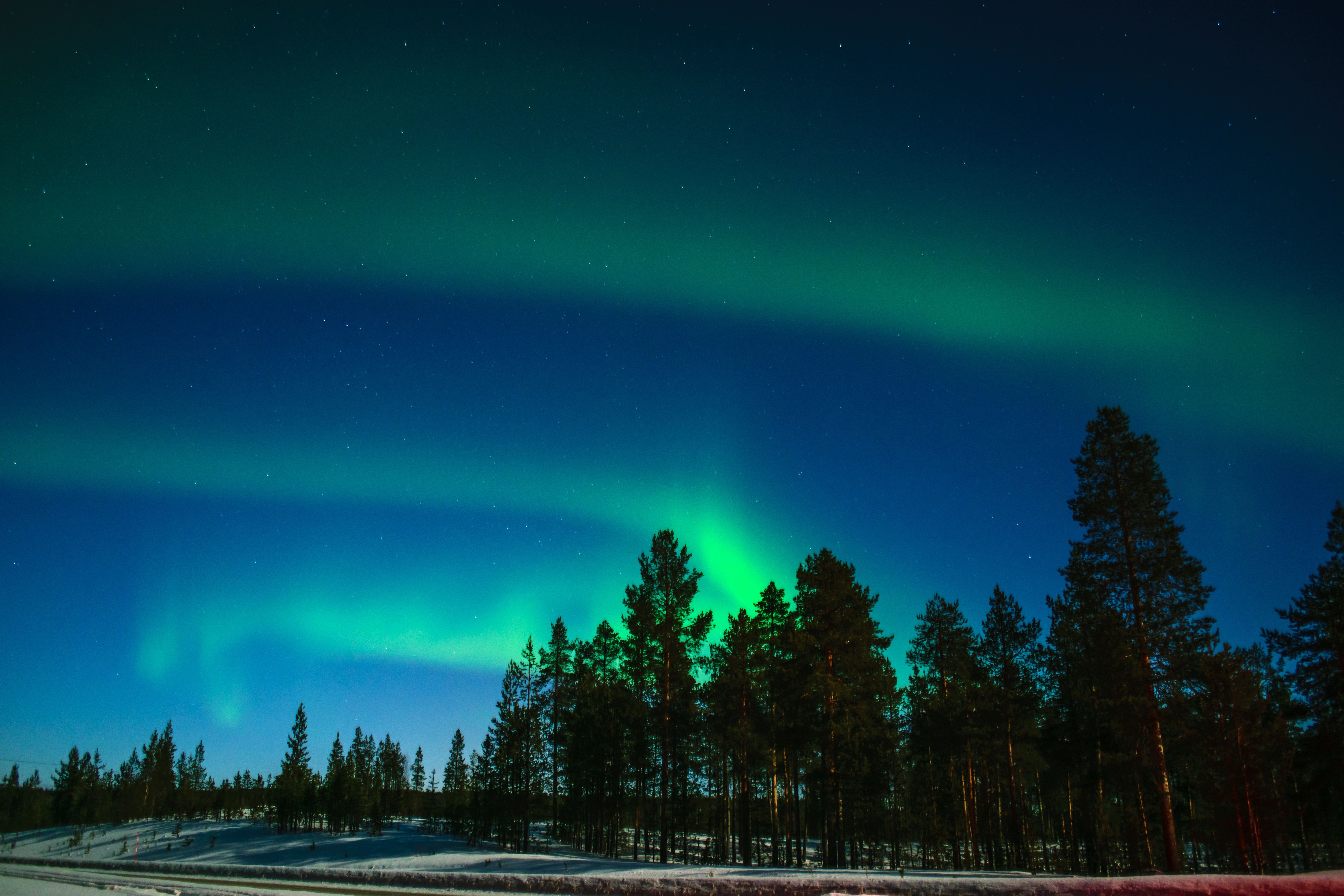 6000x4000 Wallpaper Rovaniemi, Aurora, Nature, Tree, Green, Background Free Image