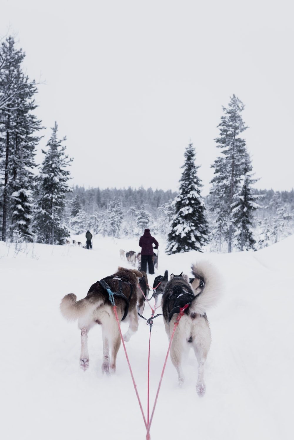 1000x1498 Rovaniemi Picture. Download Free Image