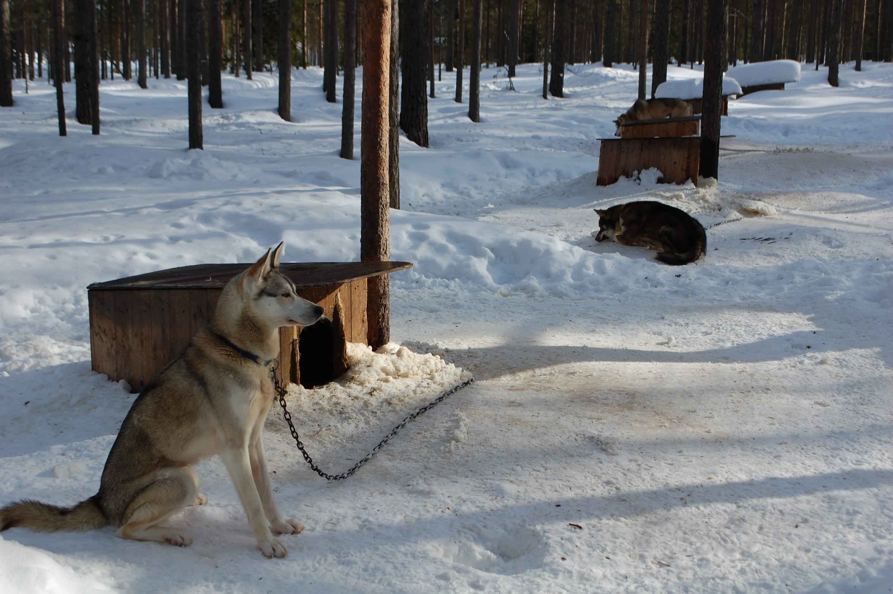 3008x2000 Wallpaper / vertebrate, canine, domestic animals, mammal, outdoors, cold temperature, 2K, rovaniemi, nature, finland, field, no people, domestic, covering, winter free download
