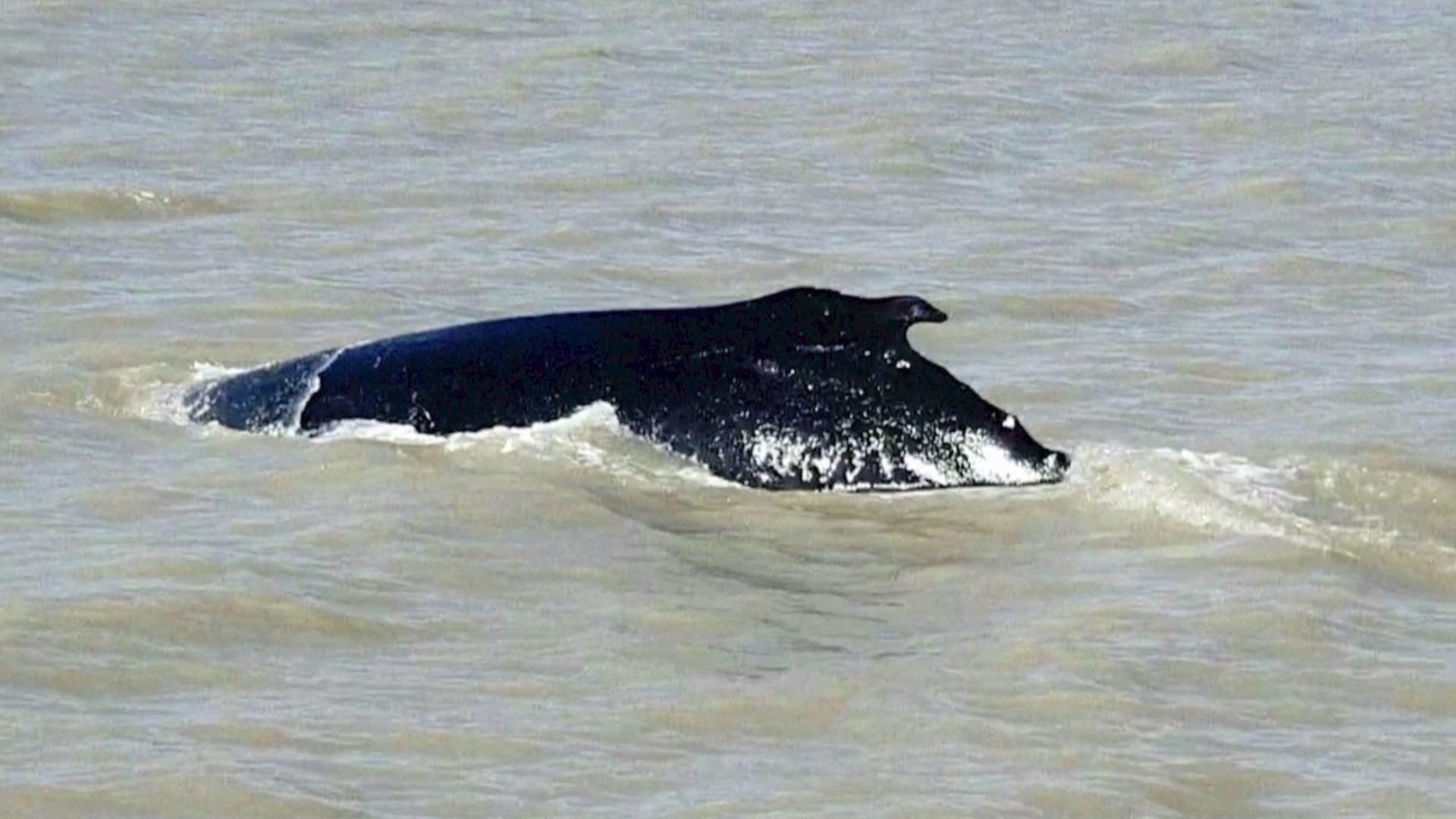 1920x1080 Like A Loch Ness Monster, ' Humpback Whales Seen Trapped In Croc Infested Waters