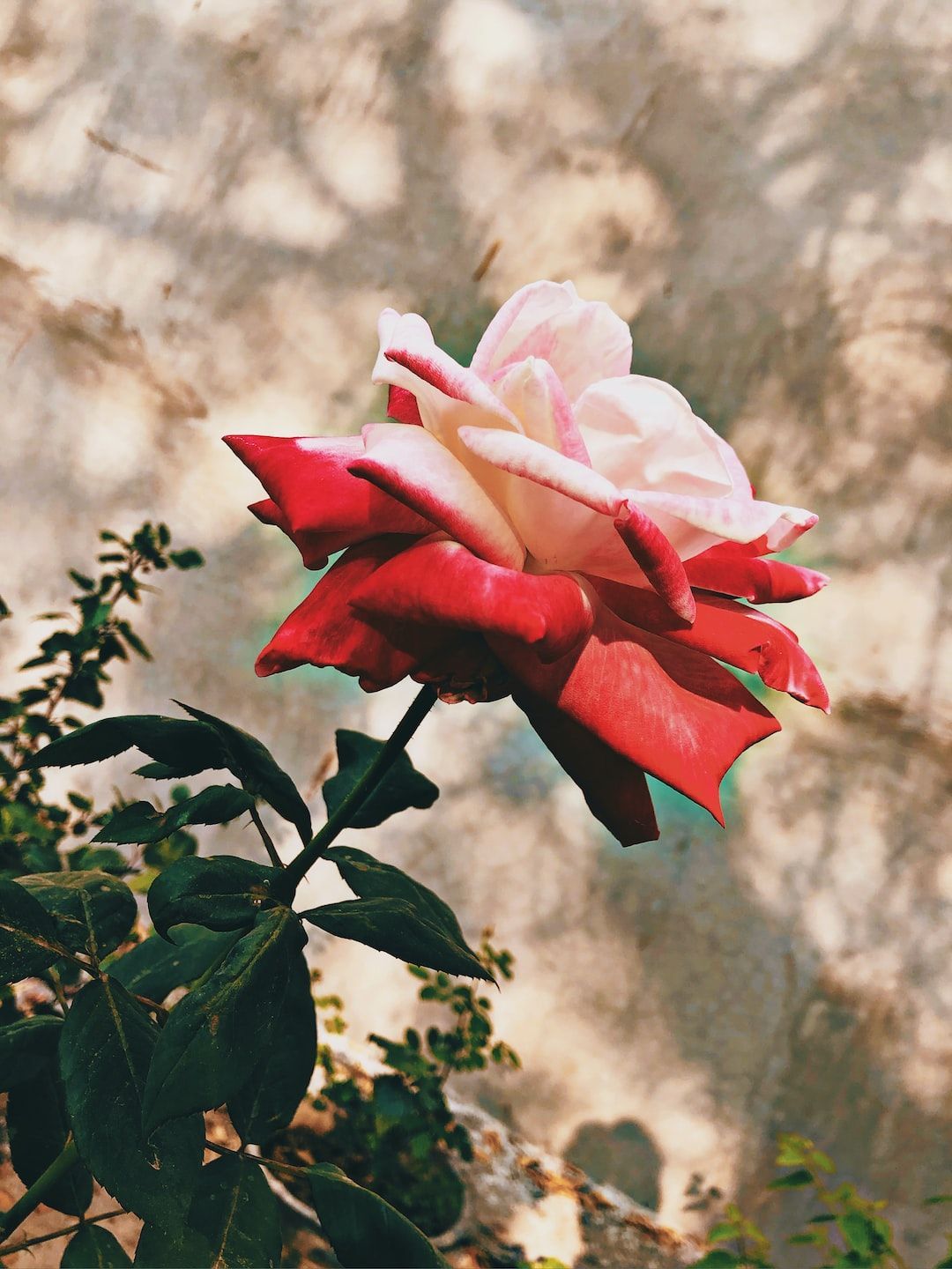 1080x1440 HD phone image Wallpaper Download