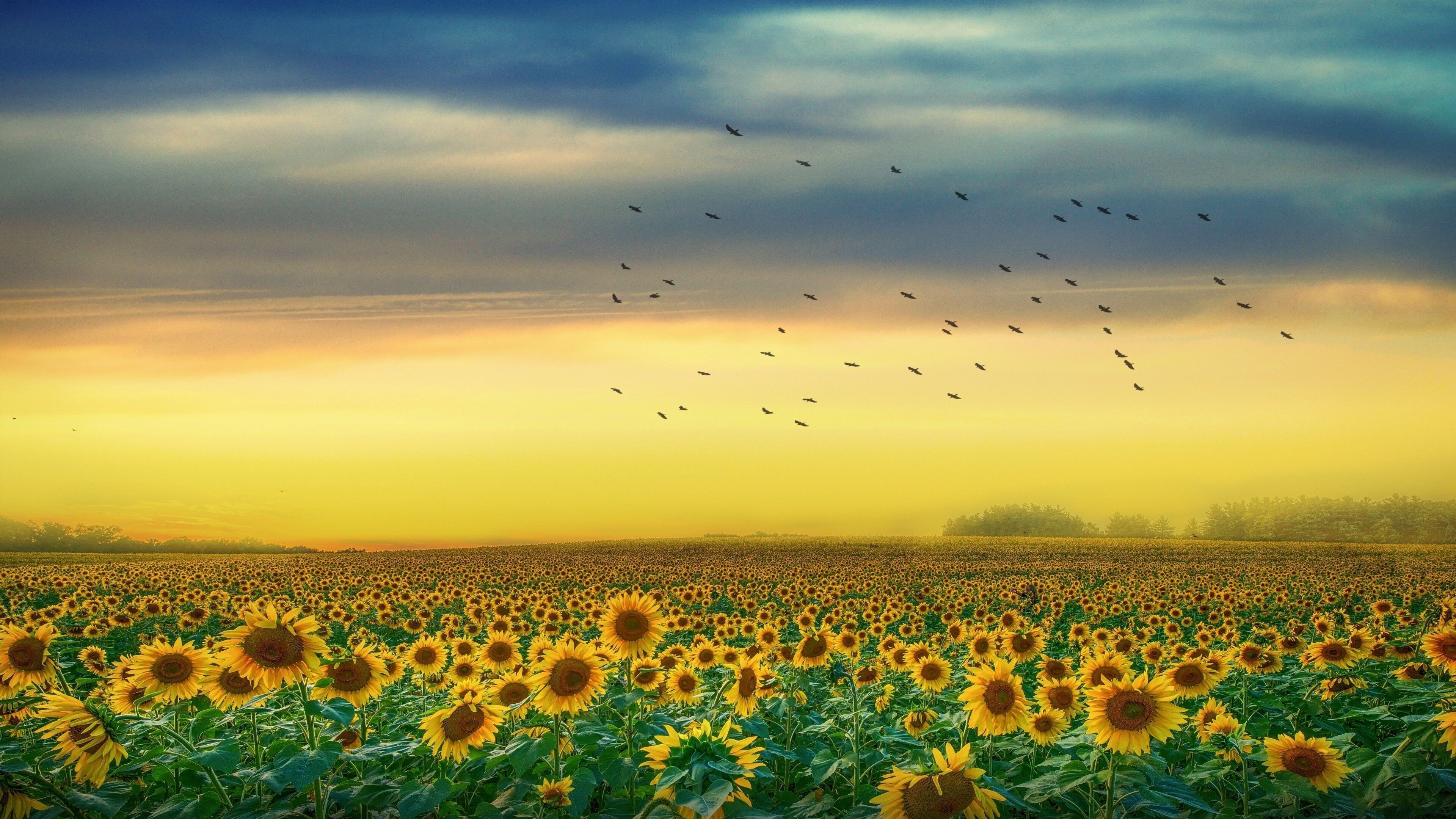 3840x2160 Sunflower Wallpaper (image inside)