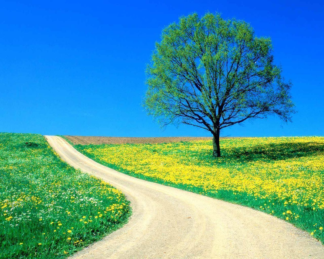 1280x1024 11337 Blue Sky Spring Road Free Beautiful Wallpaper Download For Your
