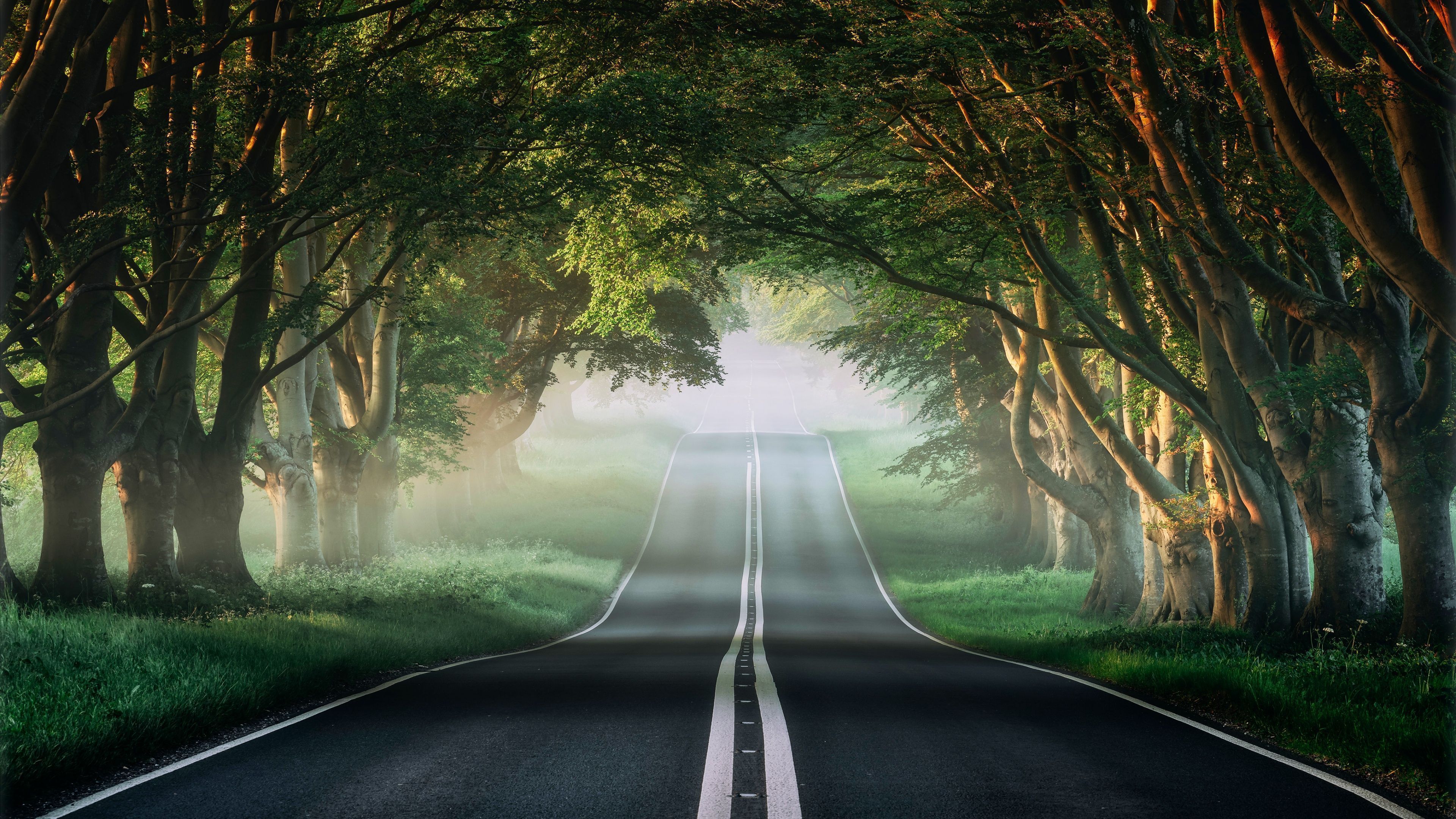 3840x2160 Forest Wallpaper 4K, Road, Mist, Avenue Trees, Plants