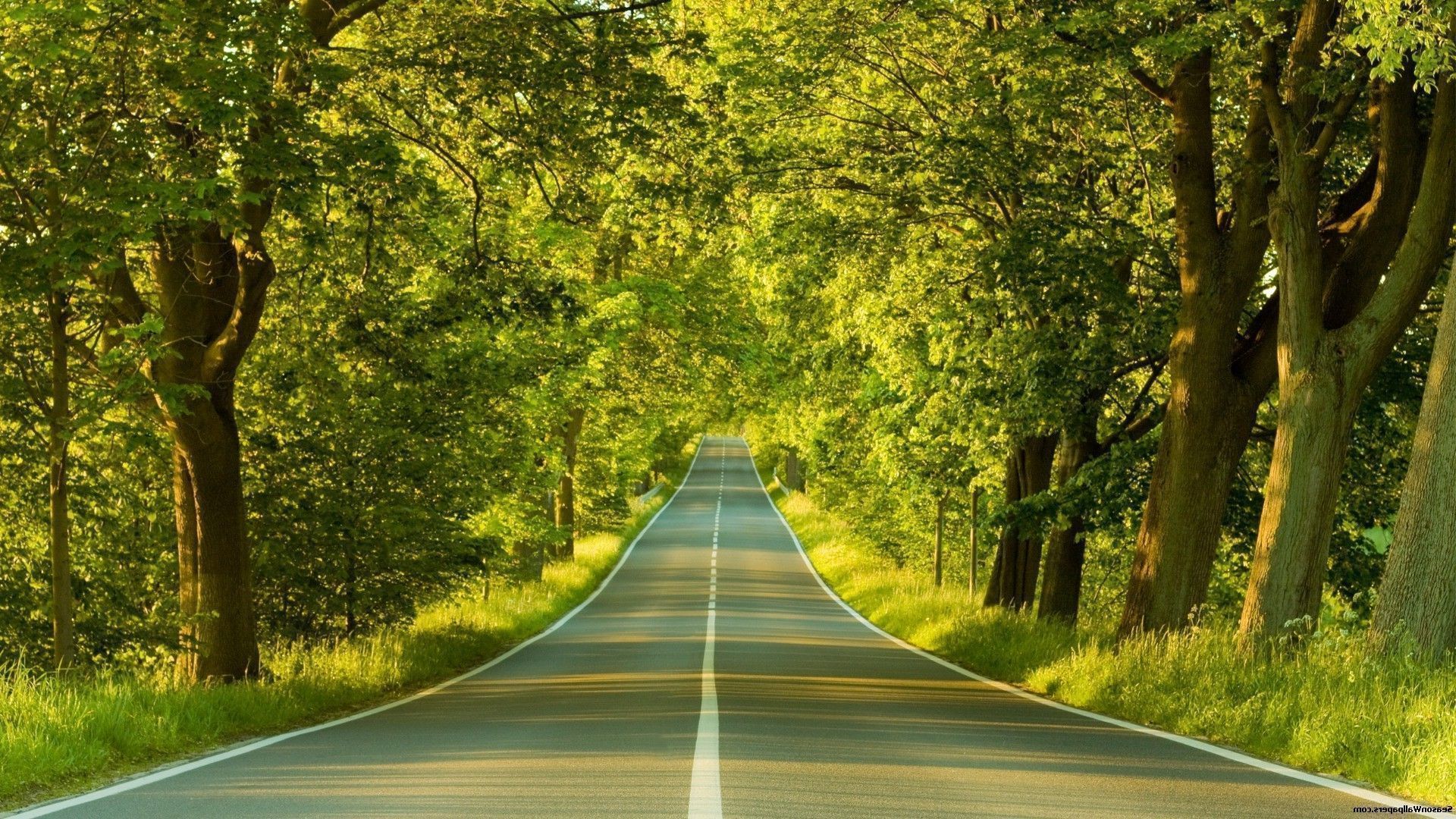 1920x1080 Spring road, the sun is playing in the foliage