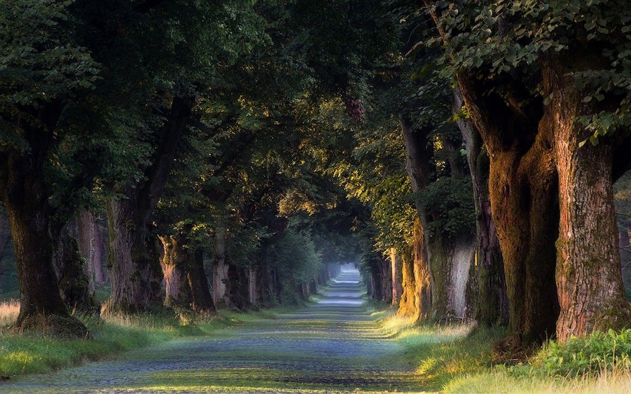1230x768 landscape, Germany, tunnel, trees, grass, road, nature, spring Gallery HD Wallpaper