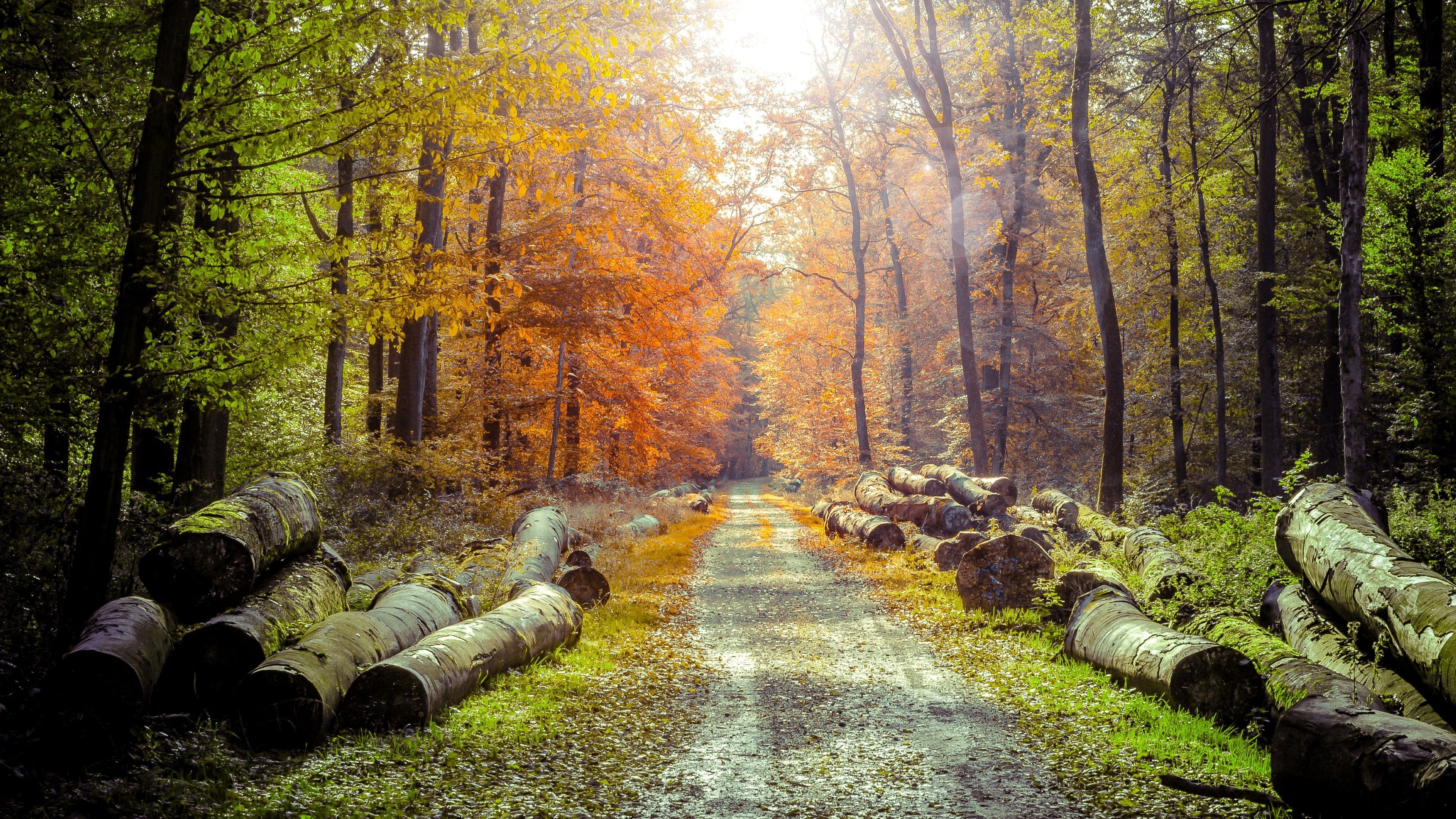 3840x2160 3840x2160 spring forest wood path sunlight photo manipulation nature landscape log lens flare dirt road wallpaper JPG 3607 kB.me!
