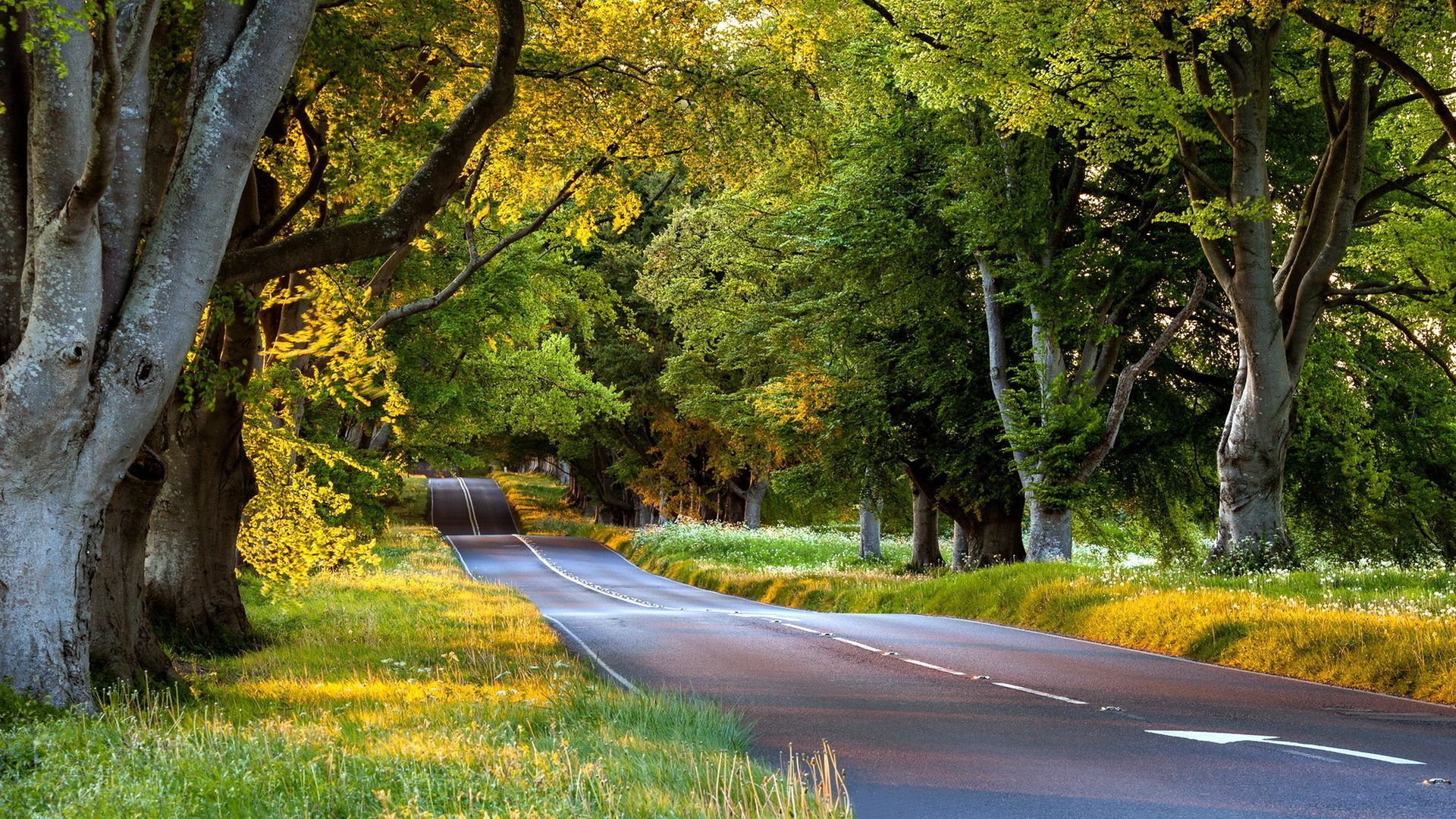 1920x1080 Wallpaper. Spring. photo. picture. road, tree, green, leaves, Natural