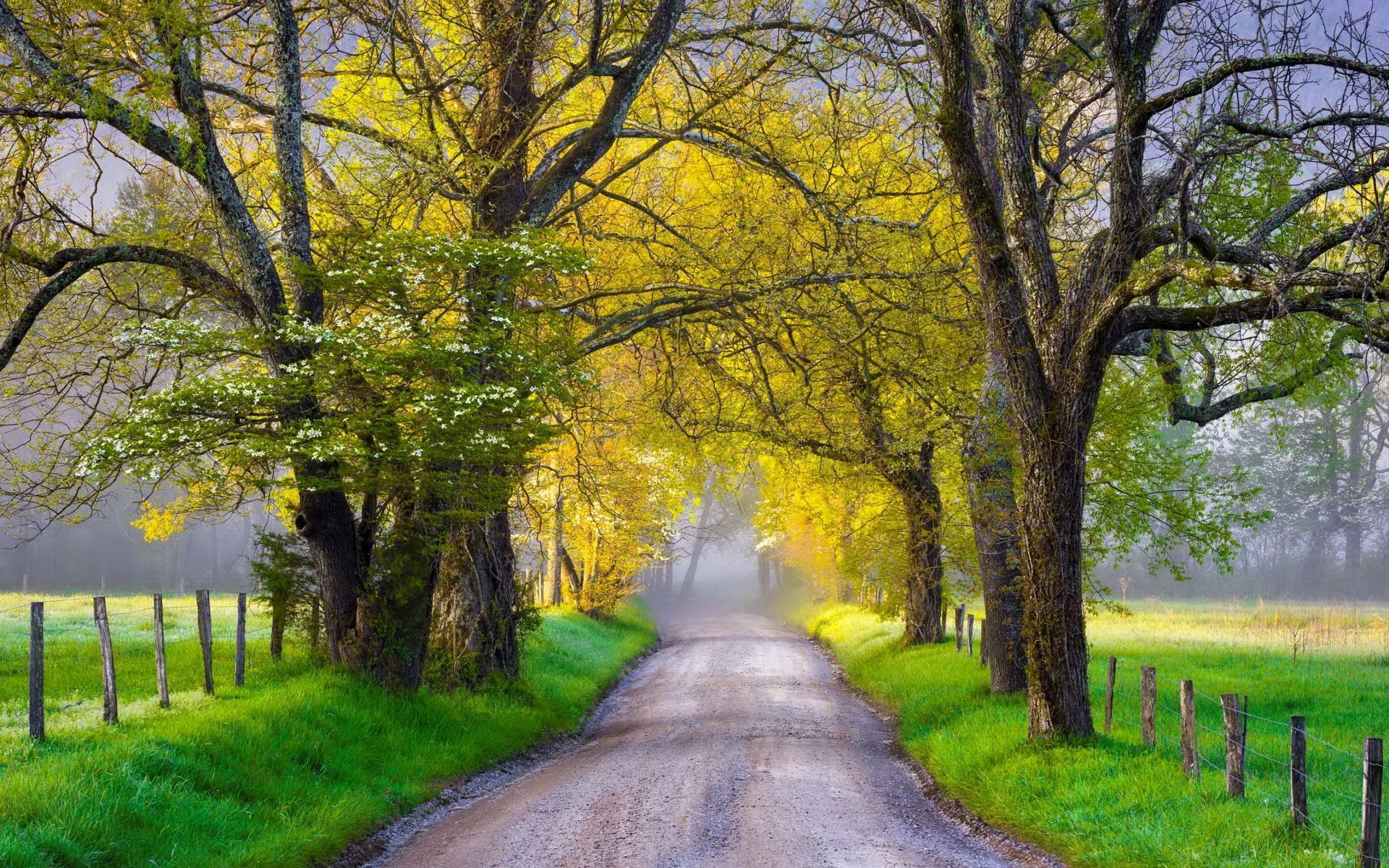 1920x1200 Tree Lined Road