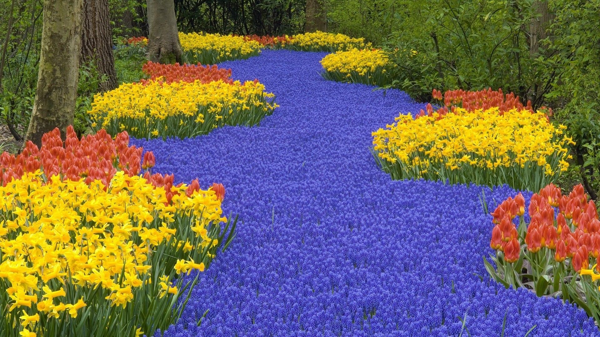 1920x1080 1920x1080 Daffodils, Tulips, Muscari, Spring, Road, Trees, Park wallpaper JPG