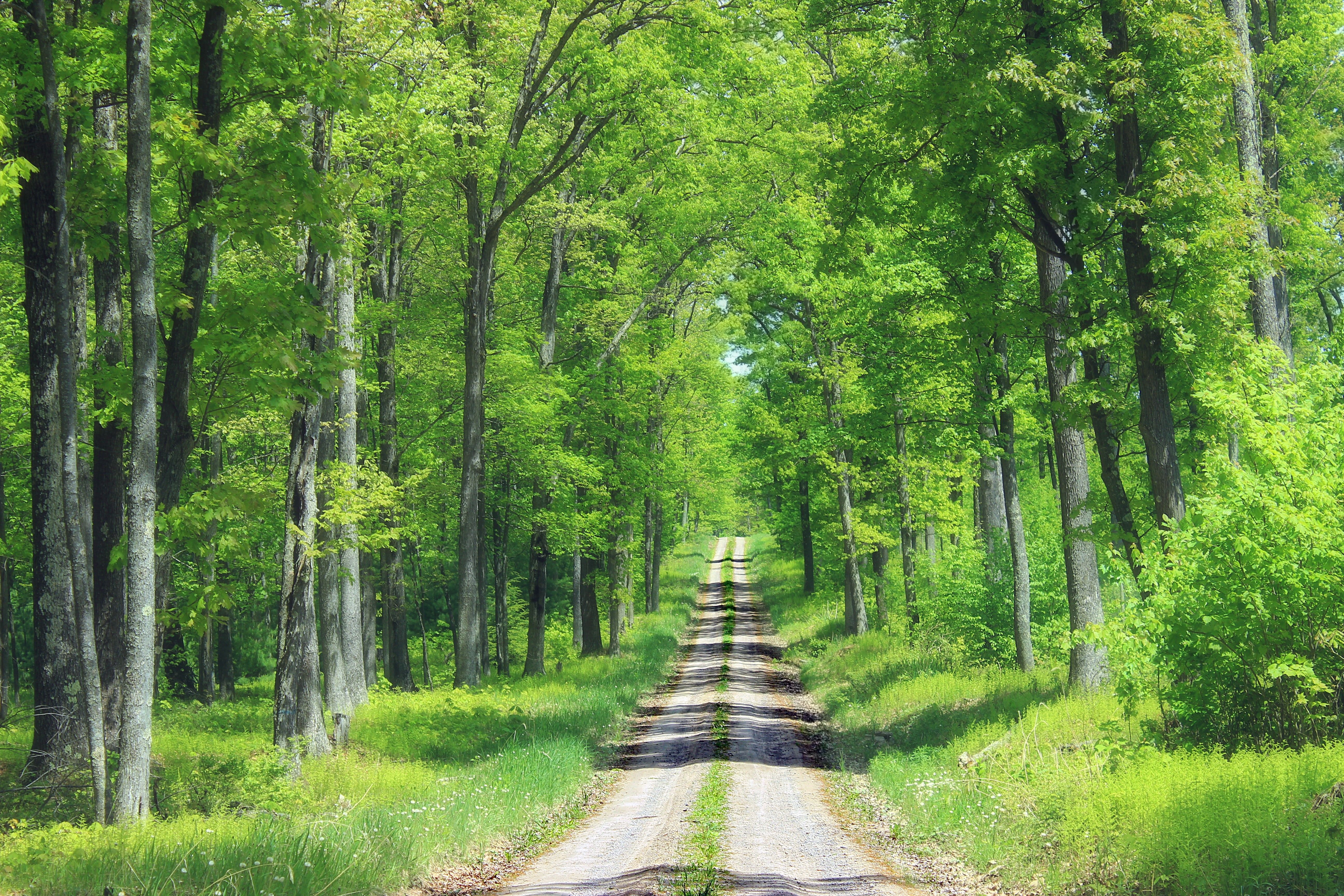 5184x3456 Wallpaper / gravel road, trees, spring, forest, Sproul State Forest, Ridge Road, creative commons, 5K, outdoors, woodland, footpath, Centre County, tree, nature, road free download