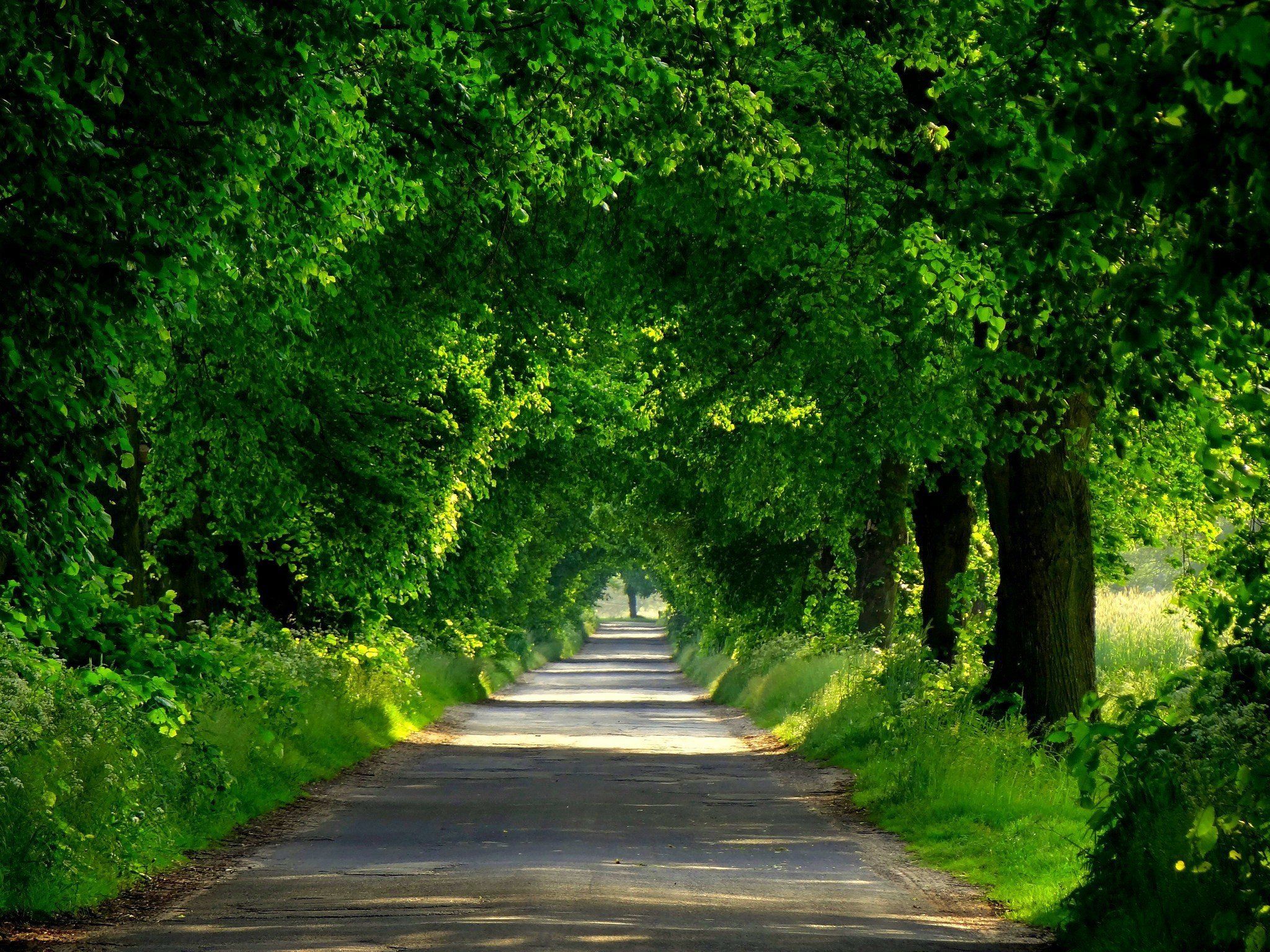 2048x1536 Forest road spring walk park path nature trees wallpaperx1536