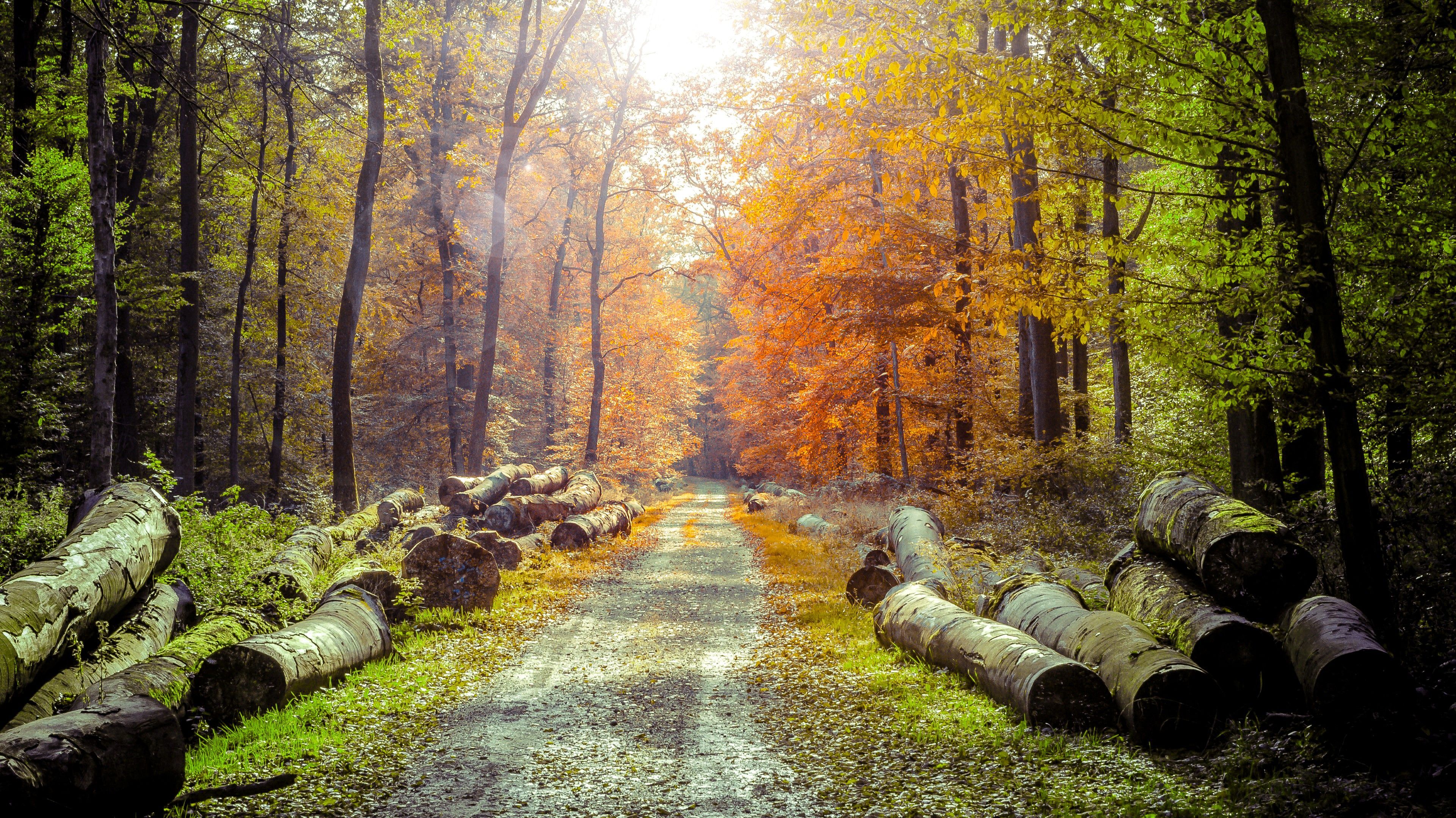 3840x2160 log, sunlight, spring, lens flare, photo manipulation, nature, dirt road, path, forest, wood, landscape Gallery HD Wallpaper