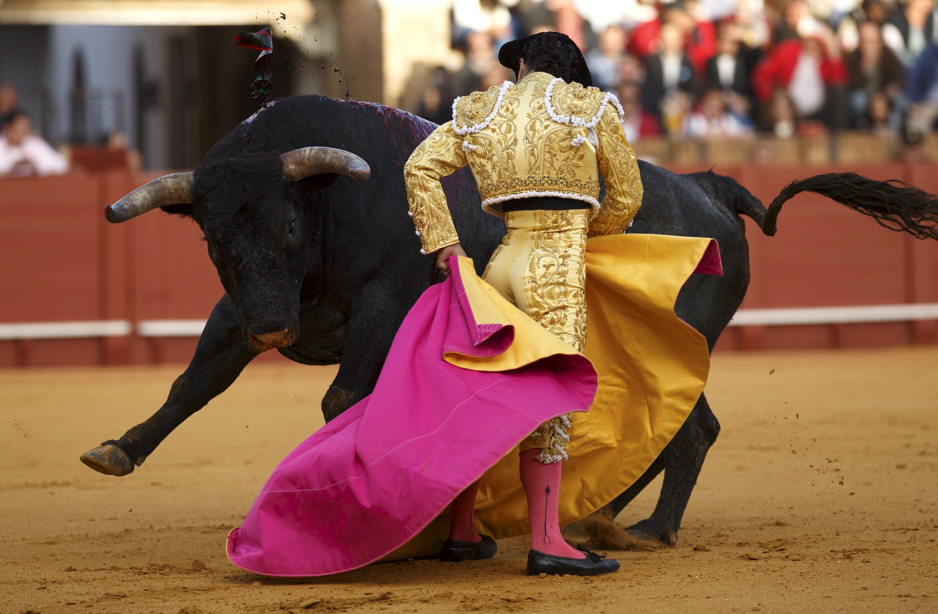 3000x1965 Sports Bullfighting HD Wallpaper