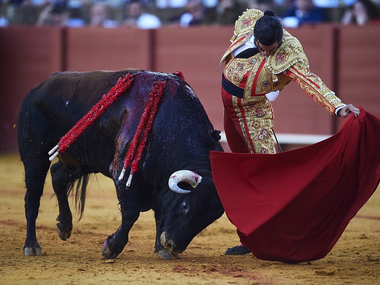 Bullfighting Wallpapers - Top Free Bullfighting Backgrounds ...