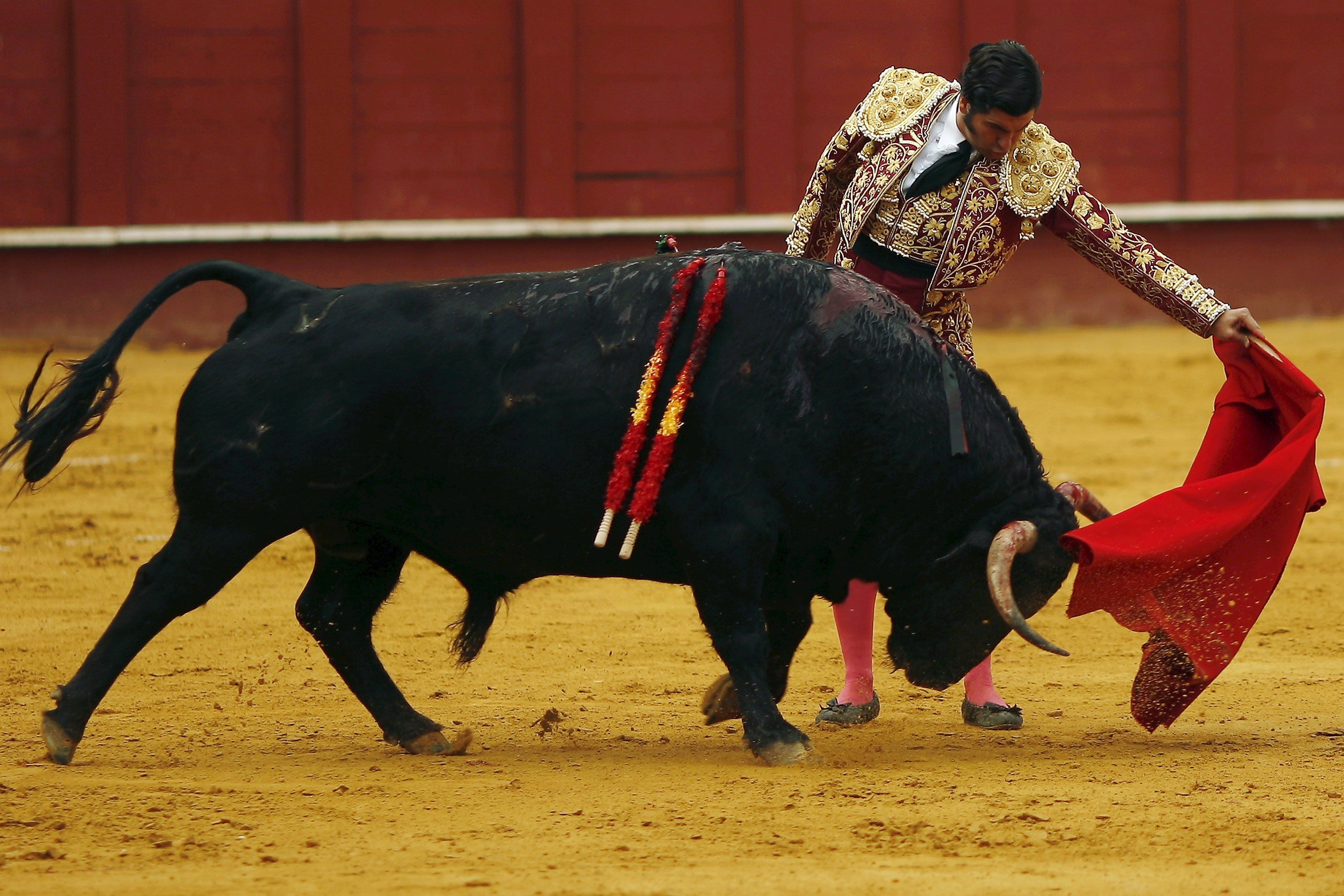 3500x2333 Widescreen bullfighting Gallery HD Wallpaper