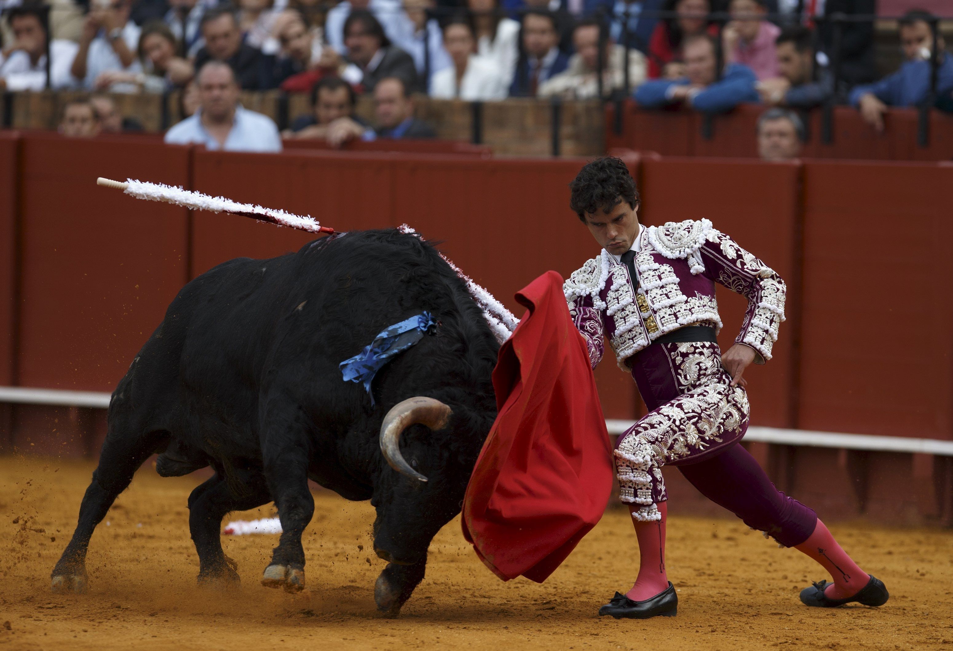 3100x2116 bullfighting HD wallpaper, background