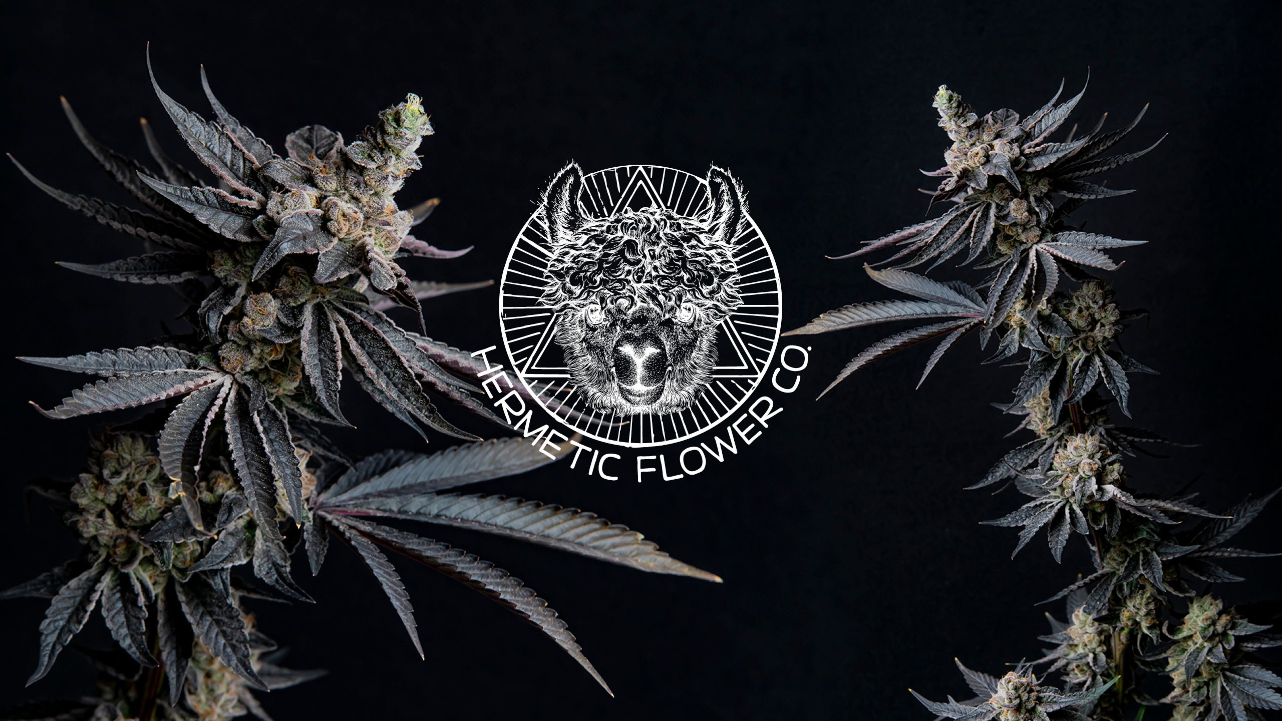 2560x1440 Hermetic Flower Company Brand Identity. High Road Design Studio