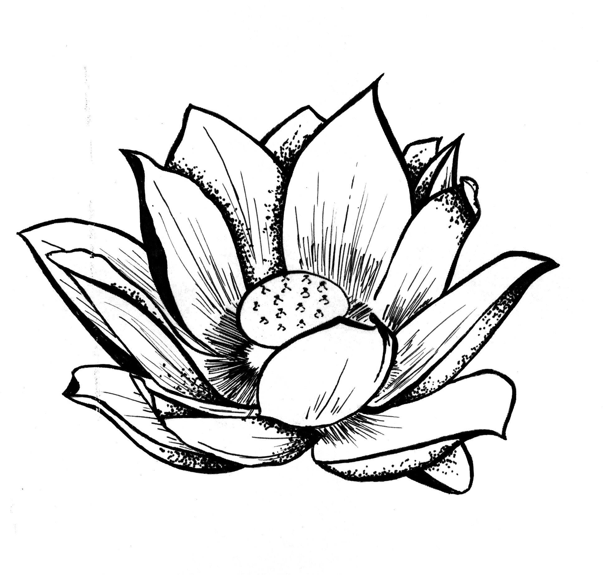 1935x1846 Lotus Flower Drawing.com. Free for personal use