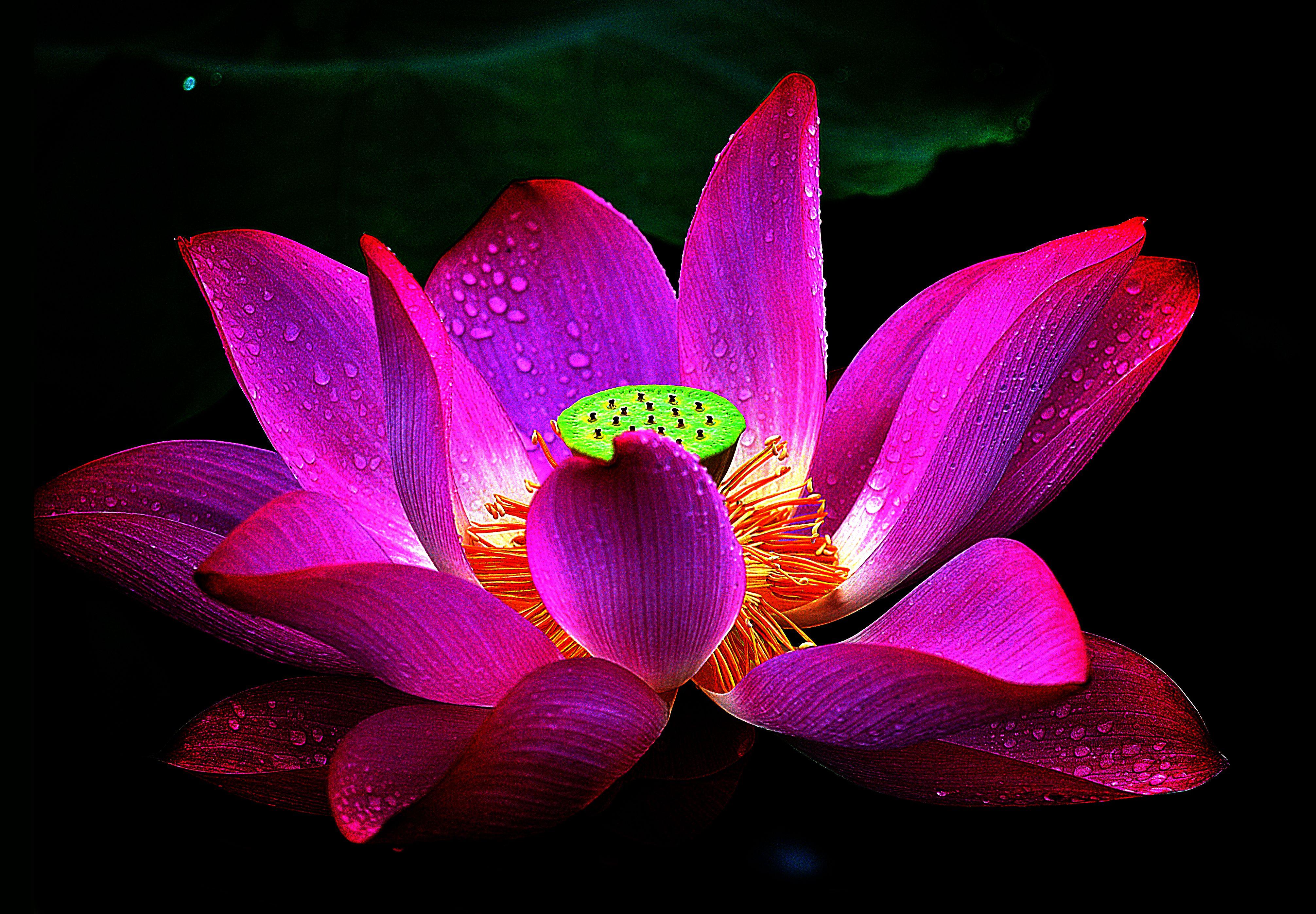 4024x2796 Lotus Flower Wallpaper, Picture, Image