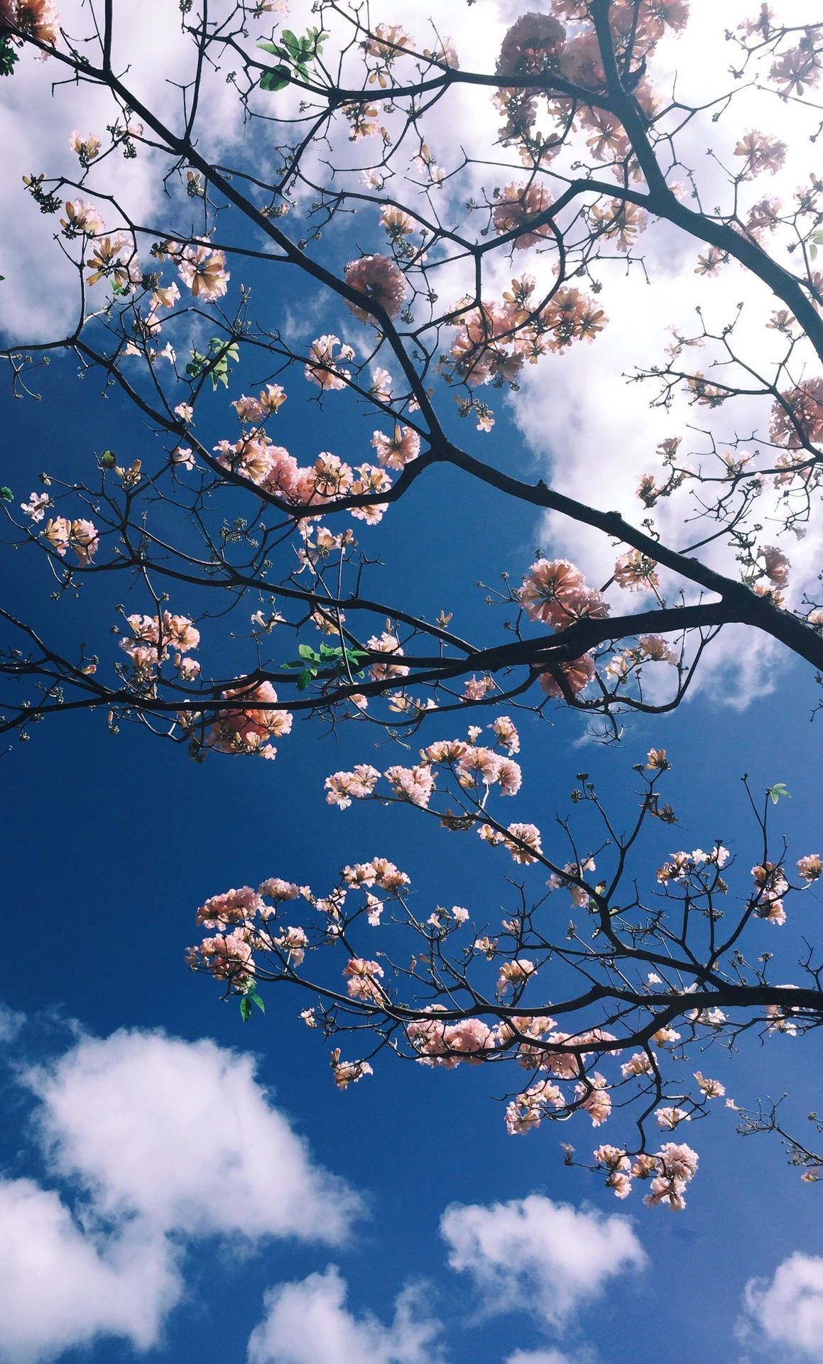 1159x1920 Download Pink Flower Korean Aesthetic Wallpaper