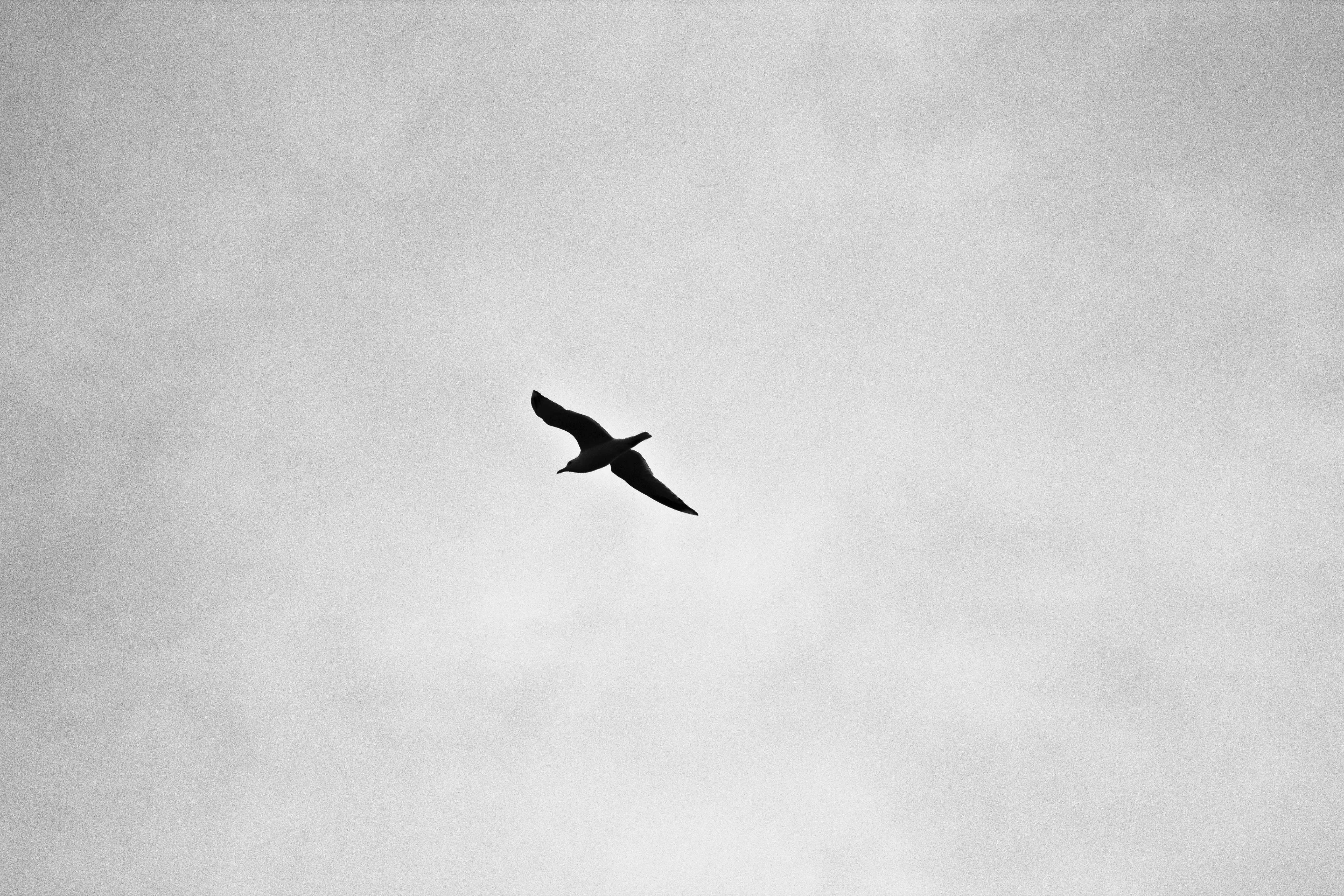 5184x3456 5184x3456 monochrome, black and white, fly high, air, fly, white, seagull, sky, floating, soaring, gull, Free image, bird, freedom, solituce, eagle, b&w, black, flight Gallery HD Wallpaper