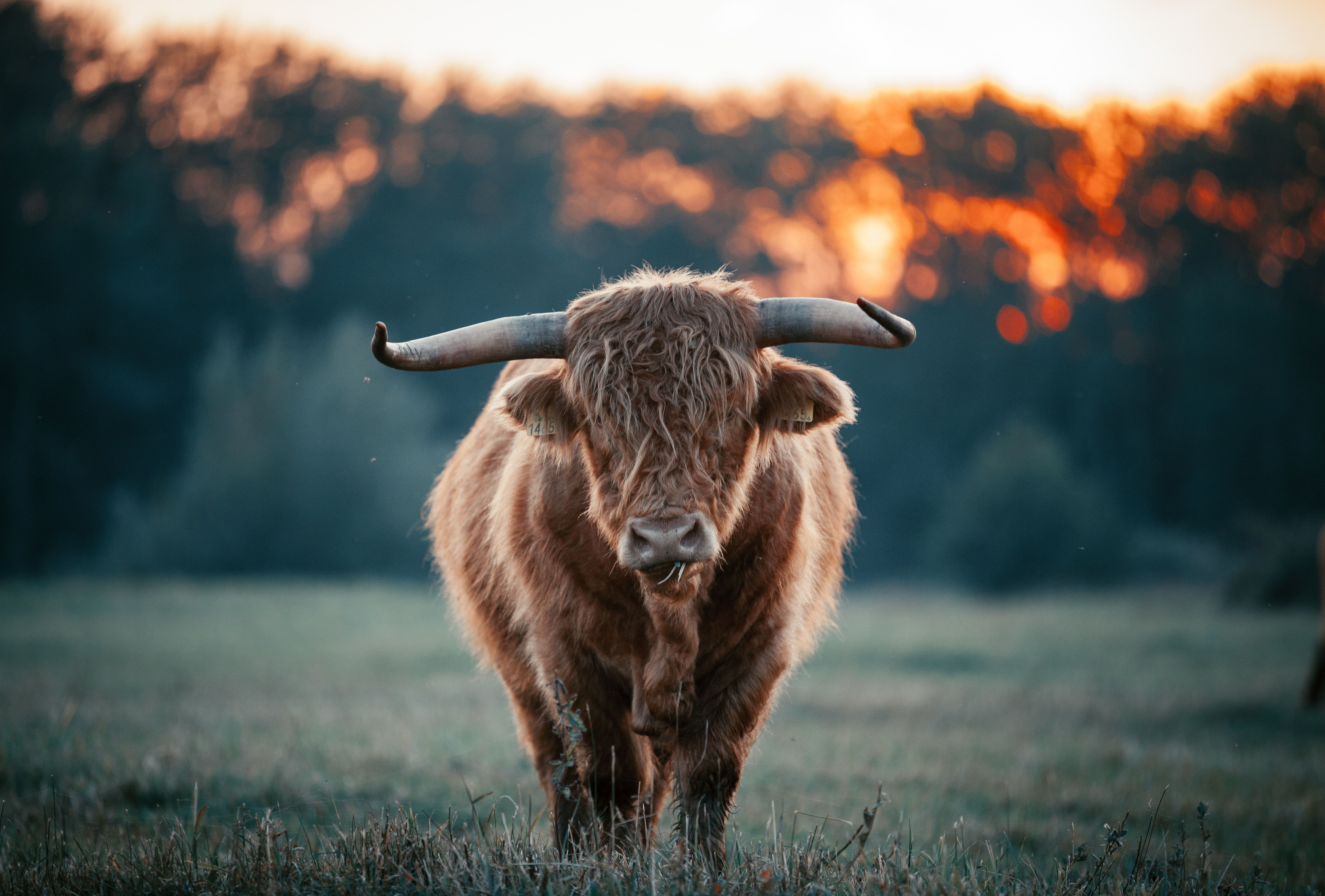 5535x3744 Highland Cattle Photo, Download The BEST Free Highland Cattle & HD Image