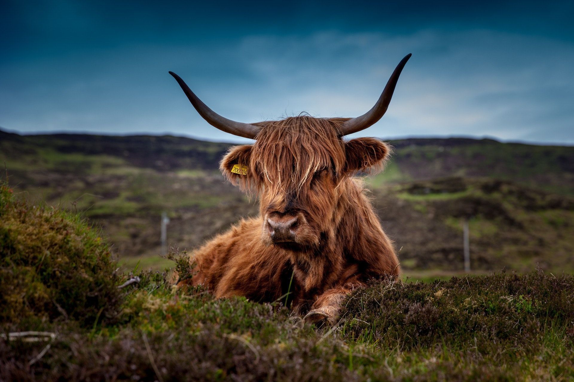 1920x1280 Highland Cattle Photo, Download The BEST Free Highland Cattle & HD Image