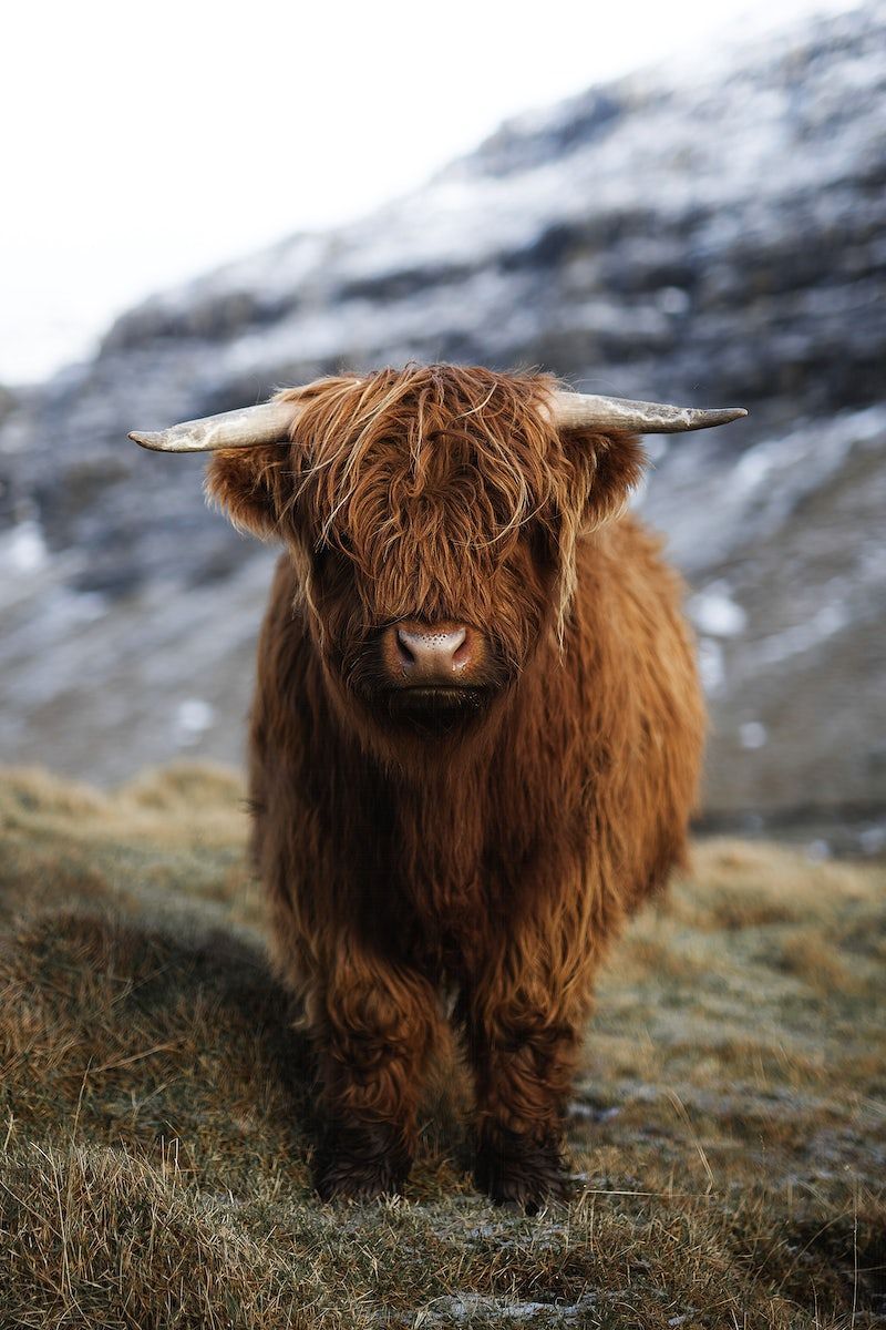 800x1200 Highland Cattle Image Wallpaper