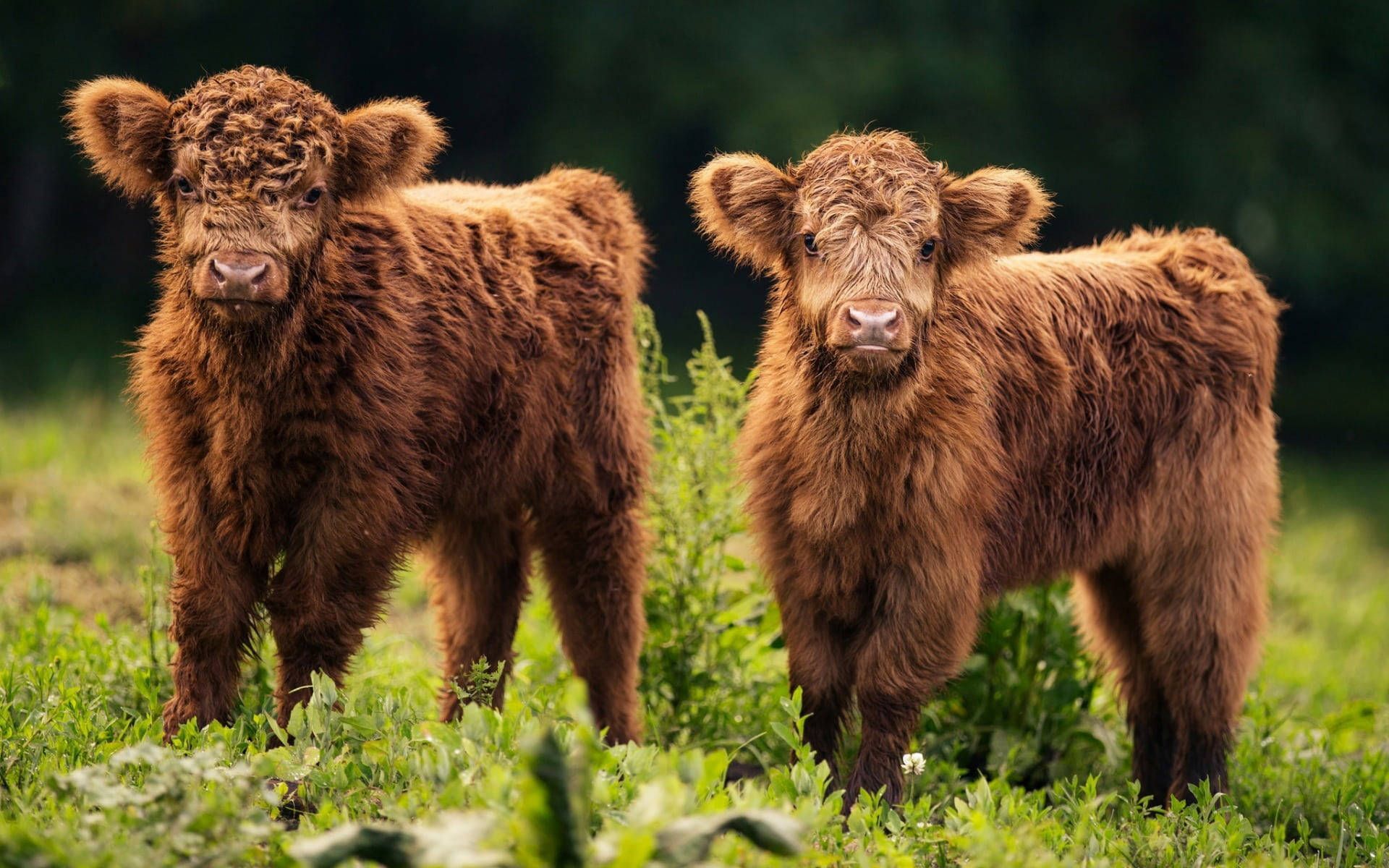 1920x1200 Download Majestic Highland Cow on Farmland Wallpaper