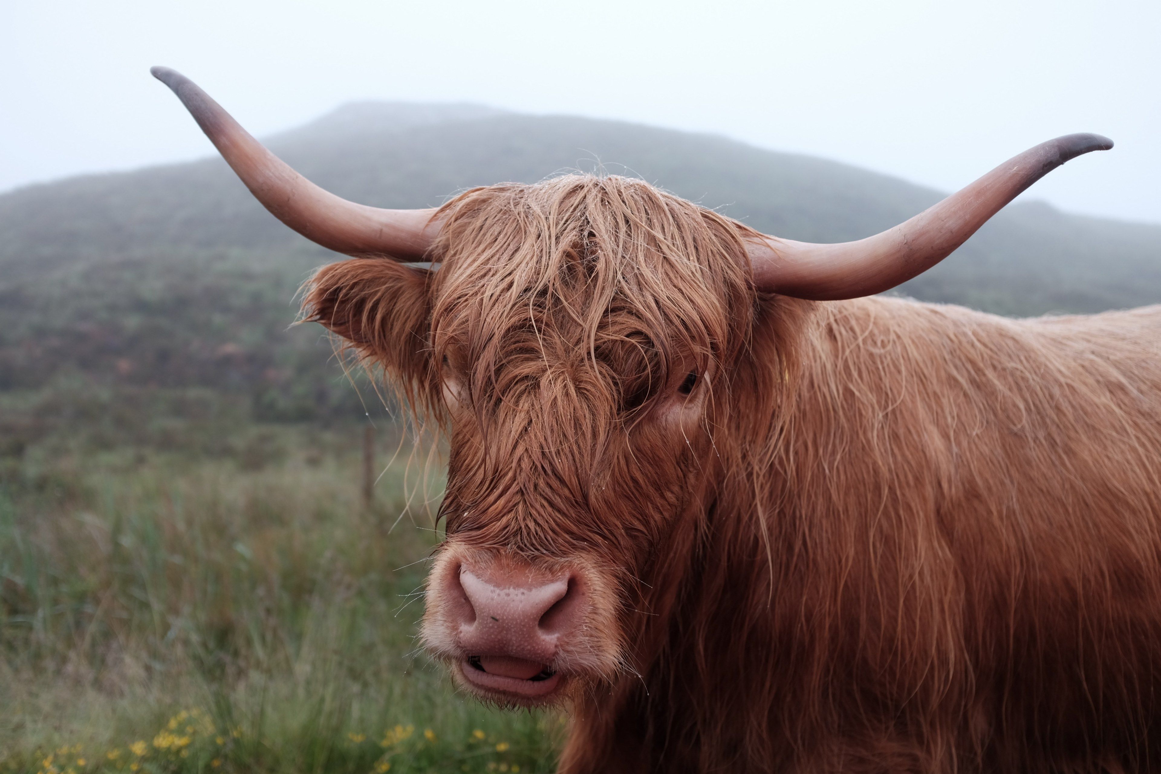 3840x2560 Wallpaper / animal cow horn and highland cattle HD 4k wallpaper free download