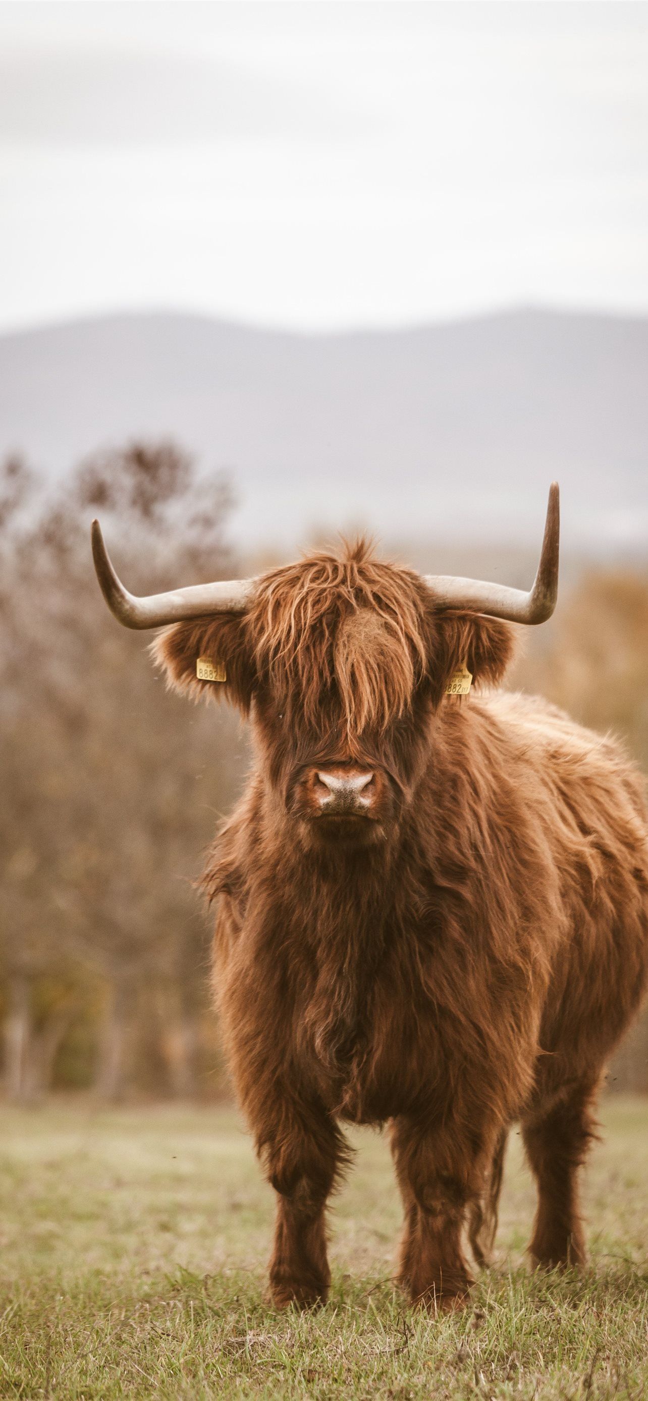 Highland Cattle Wallpapers - Top Free Highland Cattle Backgrounds