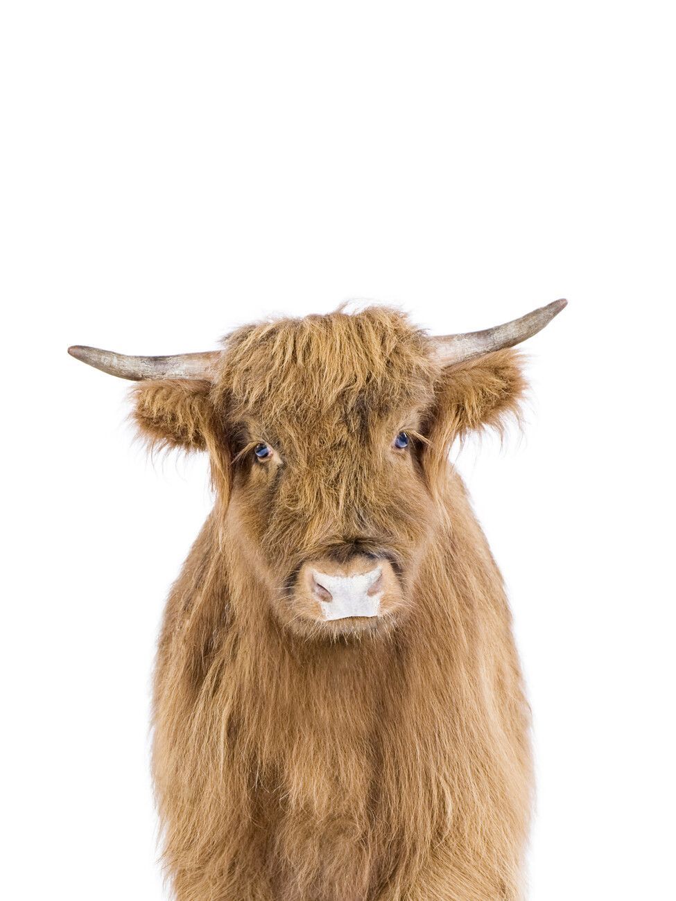 975x1300 Baby Highland Cow Wall Mural