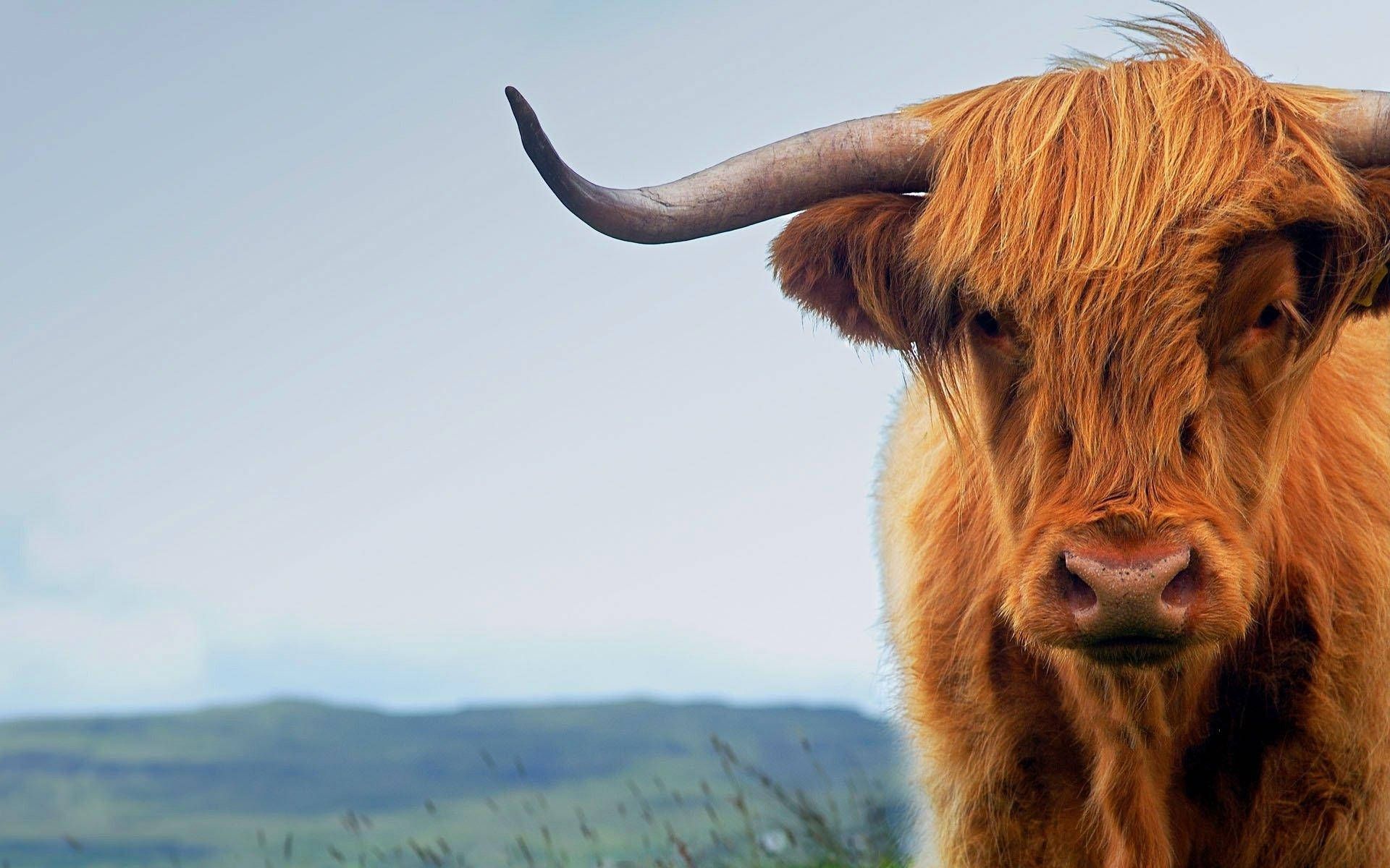 1920x1200 Download Majestic Highland Cattle in the Scottish Countryside Wallpaper