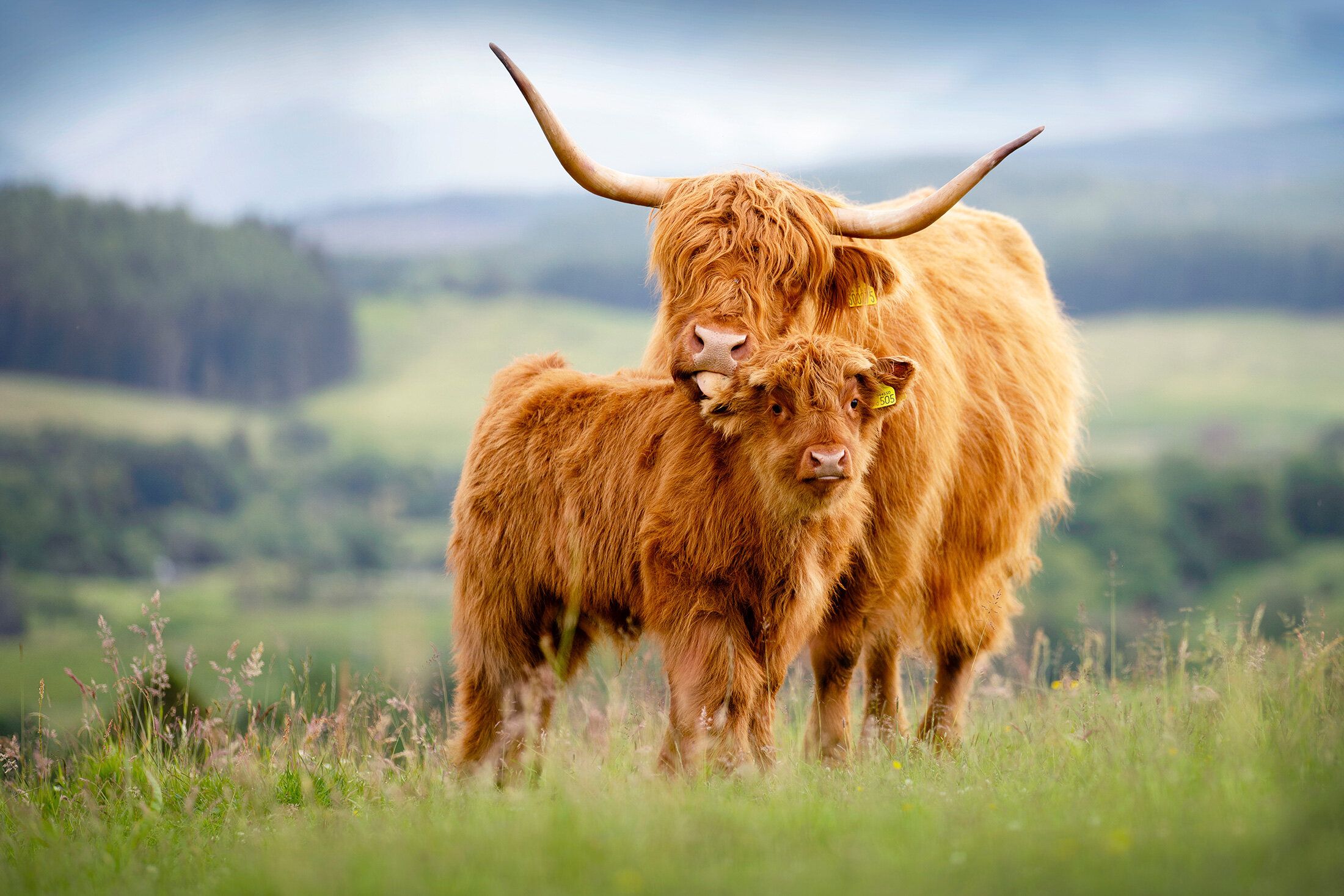 Highland Cattle Wallpapers - Top Free Highland Cattle Backgrounds ...