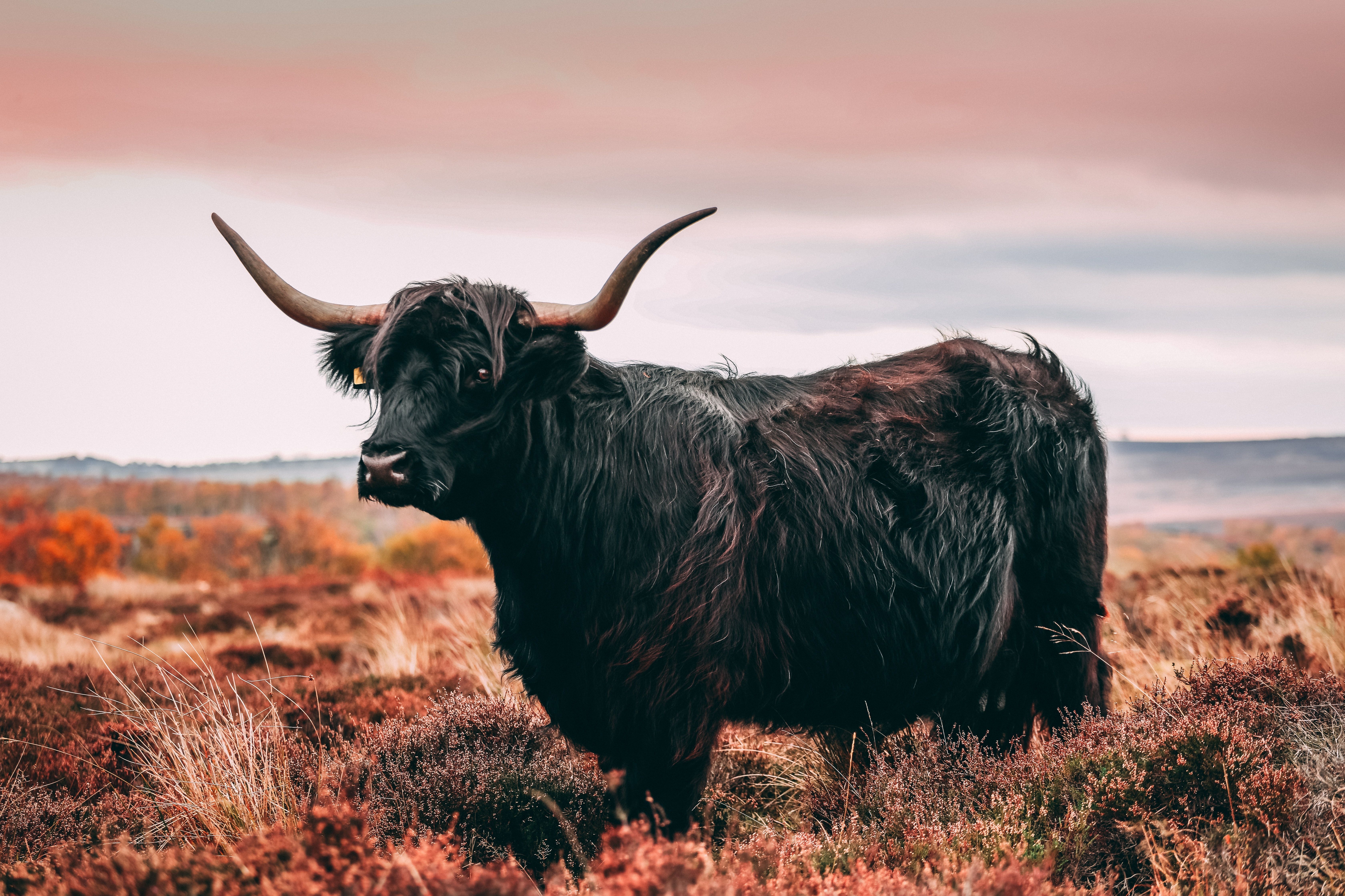 6720x4480 Highland Cattle Photo, Download The BEST Free Highland Cattle & HD Image