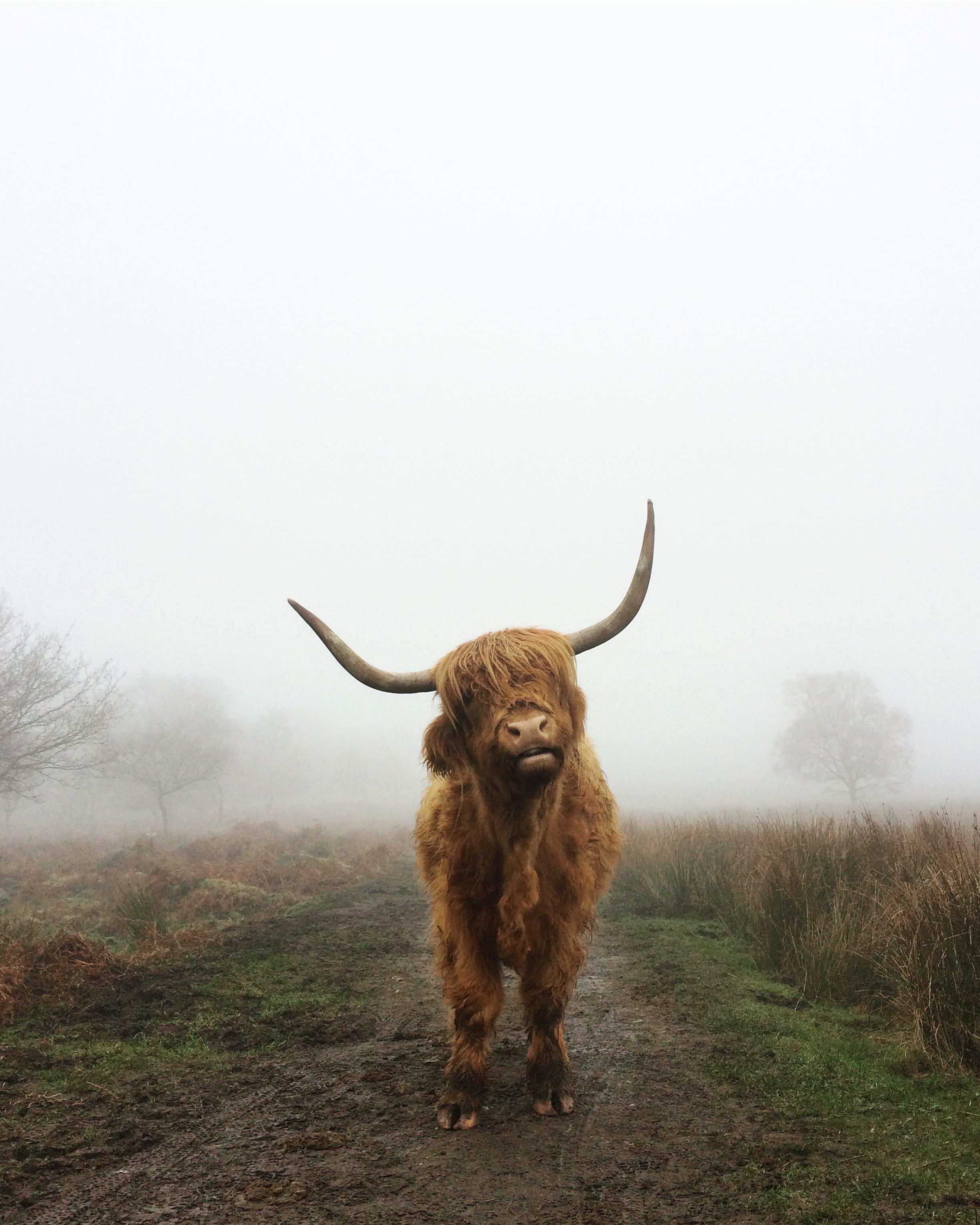 2448x3059 I live near a field grazed by highland cows. They're the best