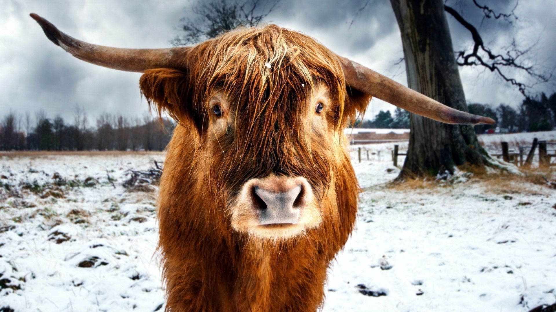 1920x1080 Highland Cow Wallpaper for Deskx1080 Full HD