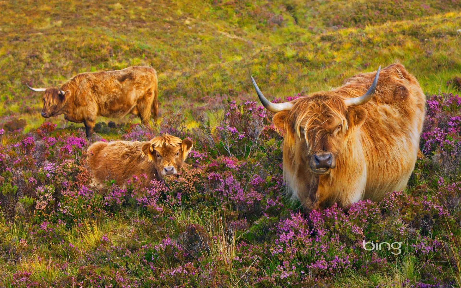 1920x1200 Highland cattle in a field of heather on the Isle of Skye, Scotland