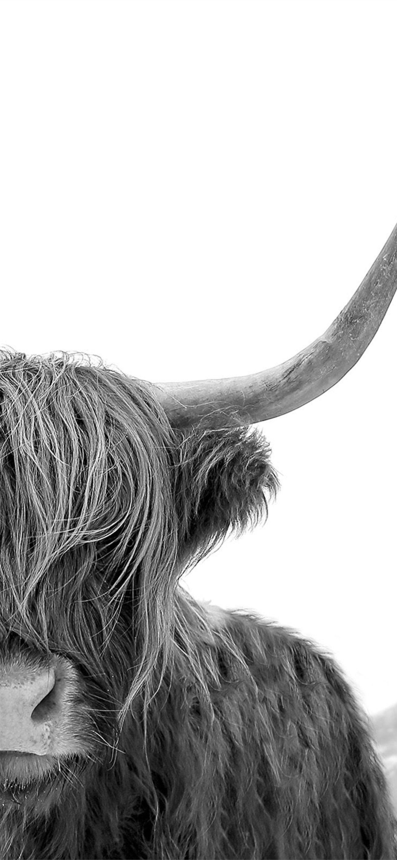 1284x2778 highland cow iPhone Wallpaper Free Download