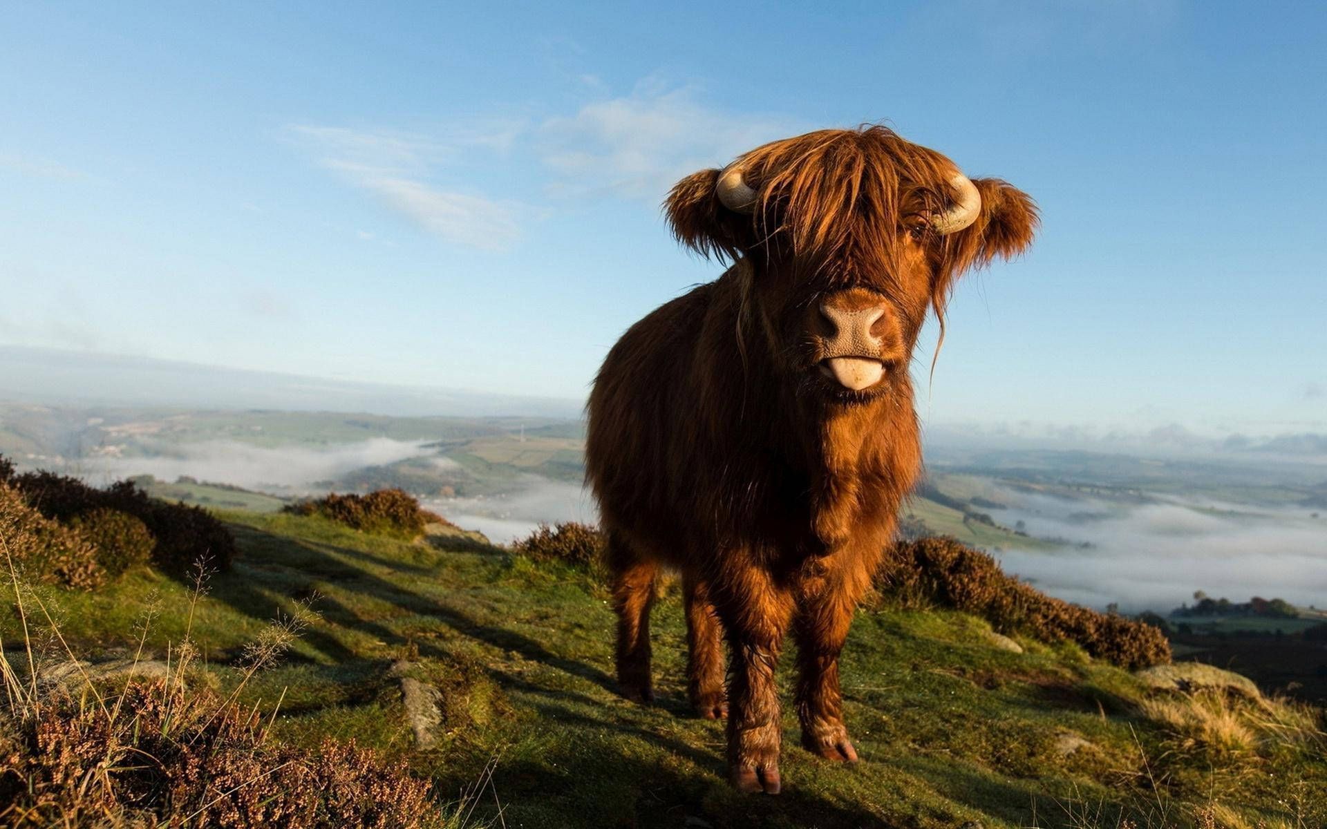 1920x1200 Download Stunning Shot of Highland Cow Grazing During the Golden Hour Wallpaper