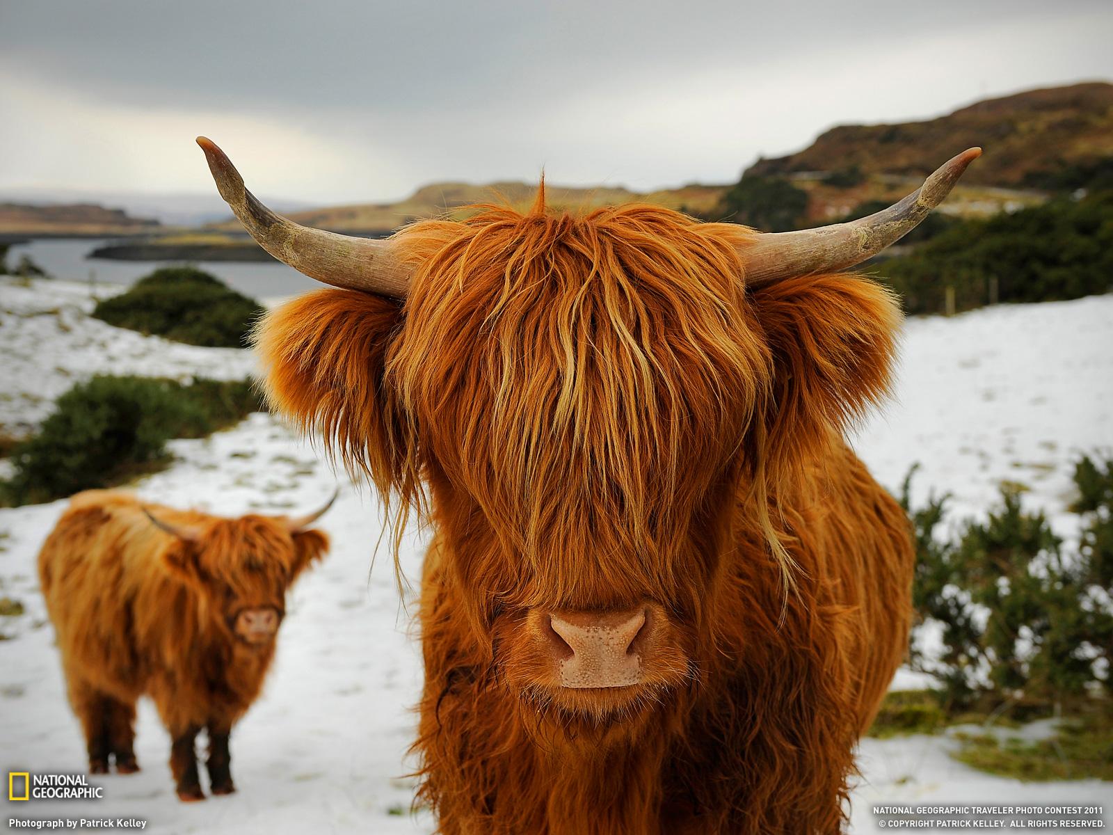 1600x1200 Highland Cow Wallpaper