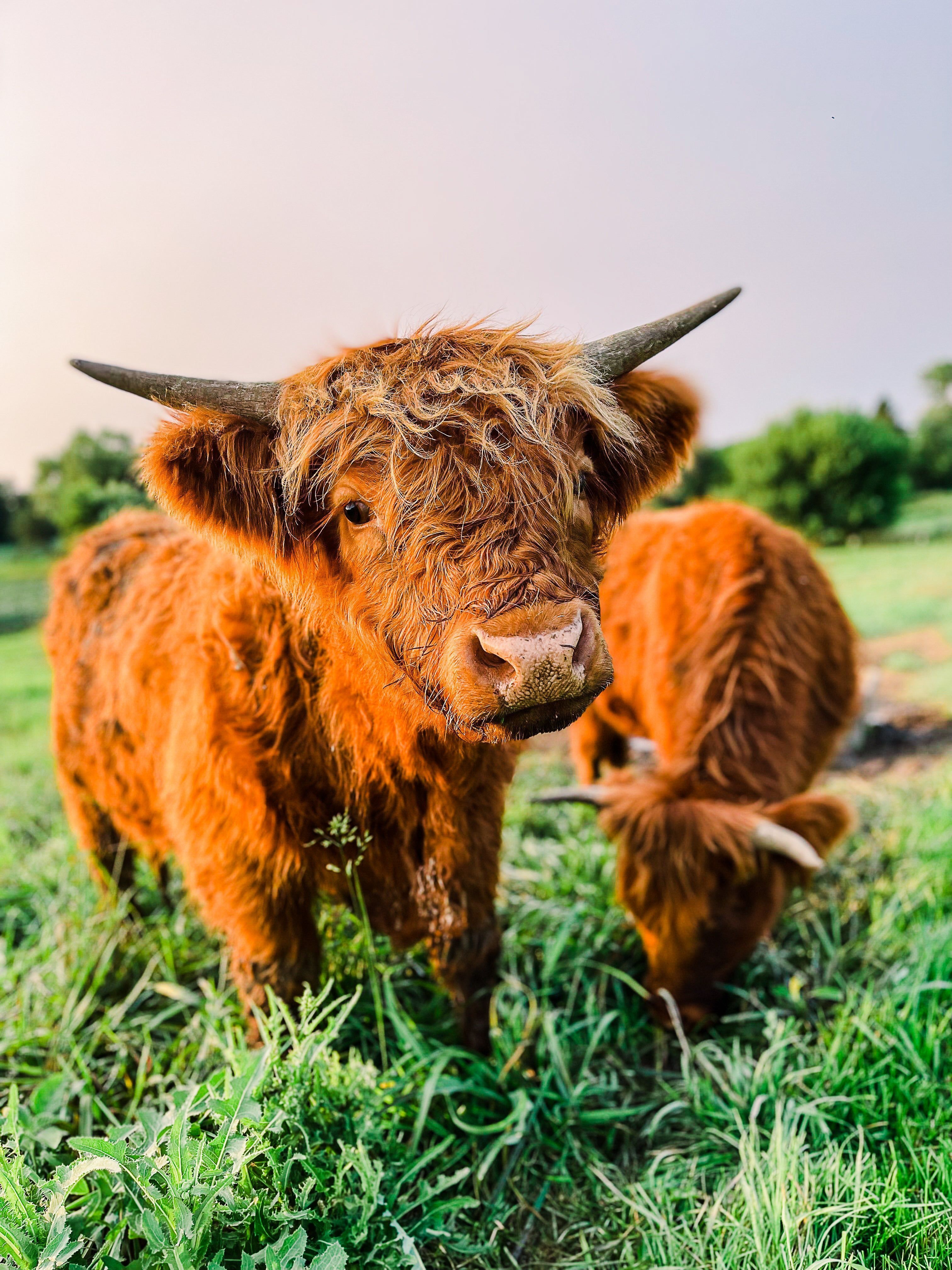 3024x4032 Highland Cattle Digital Download: Harry & Larry