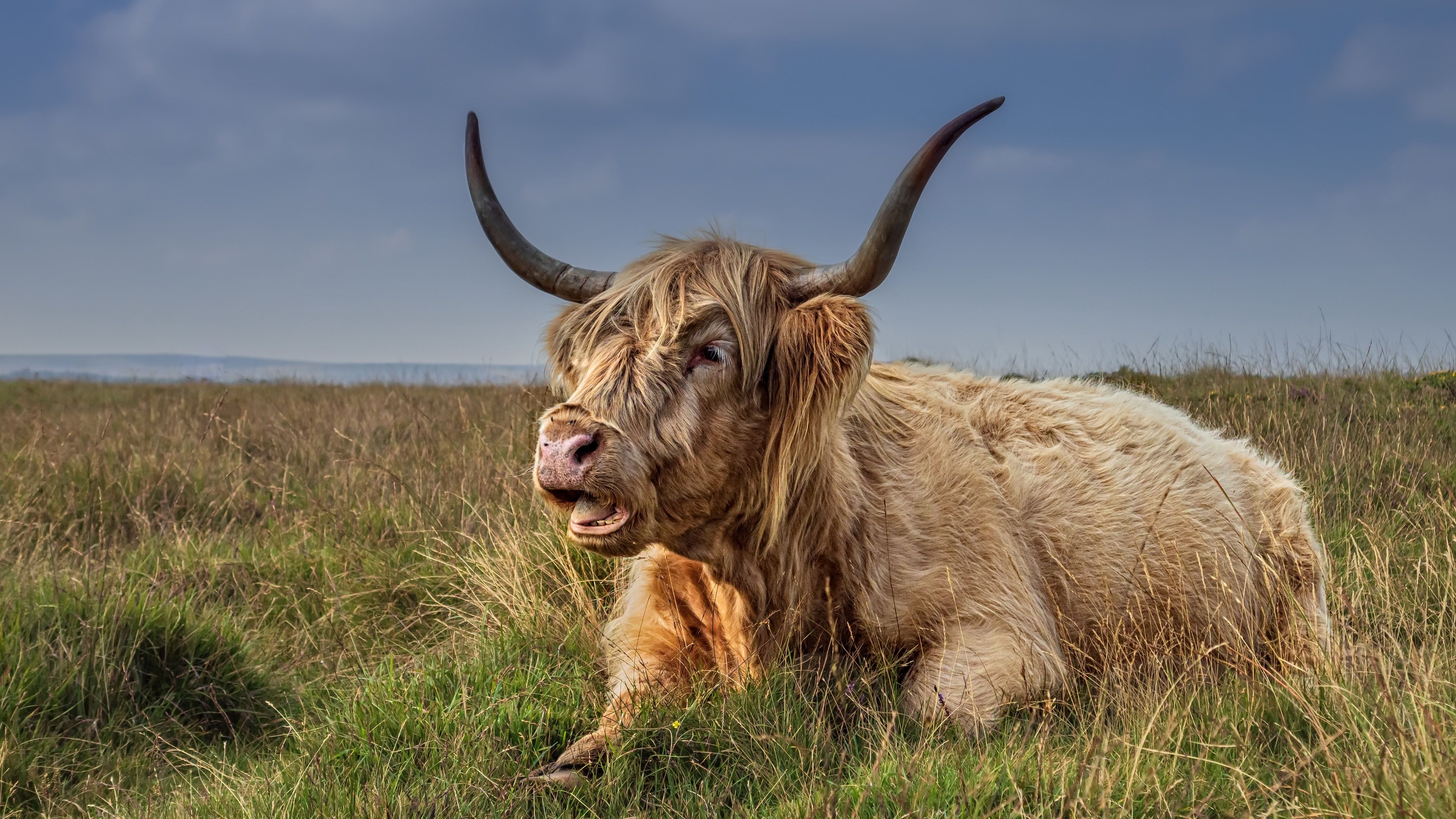 3840x2160 Animal Highland Cattle 4k Ultra HD Wallpaper
